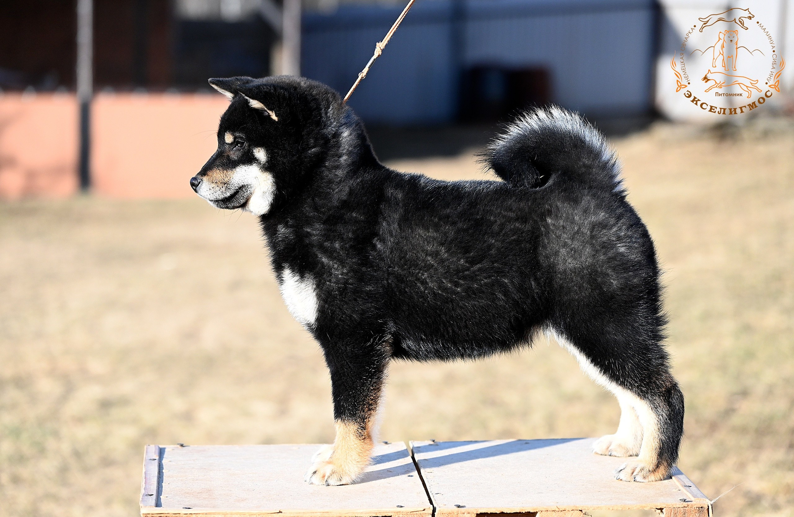 Тáту * Exceligmos Tatsu. Американская акита I Сиба ину I Питомник RUBYLIGHT