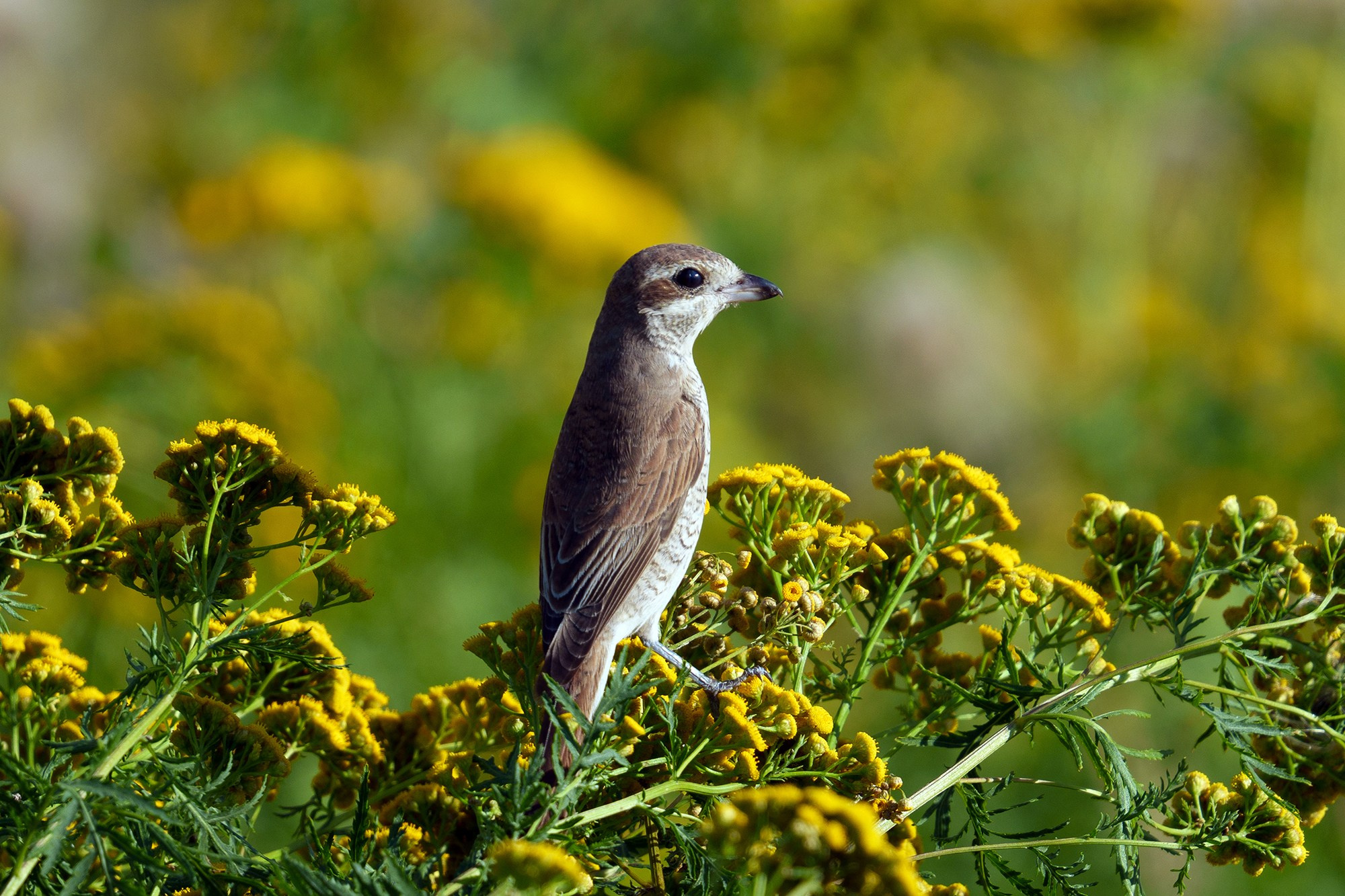 Удивительные мир птиц. Вокруг нас столько прекрасного — присмотритесь!. Ваш личный фотограф Марина Волкова