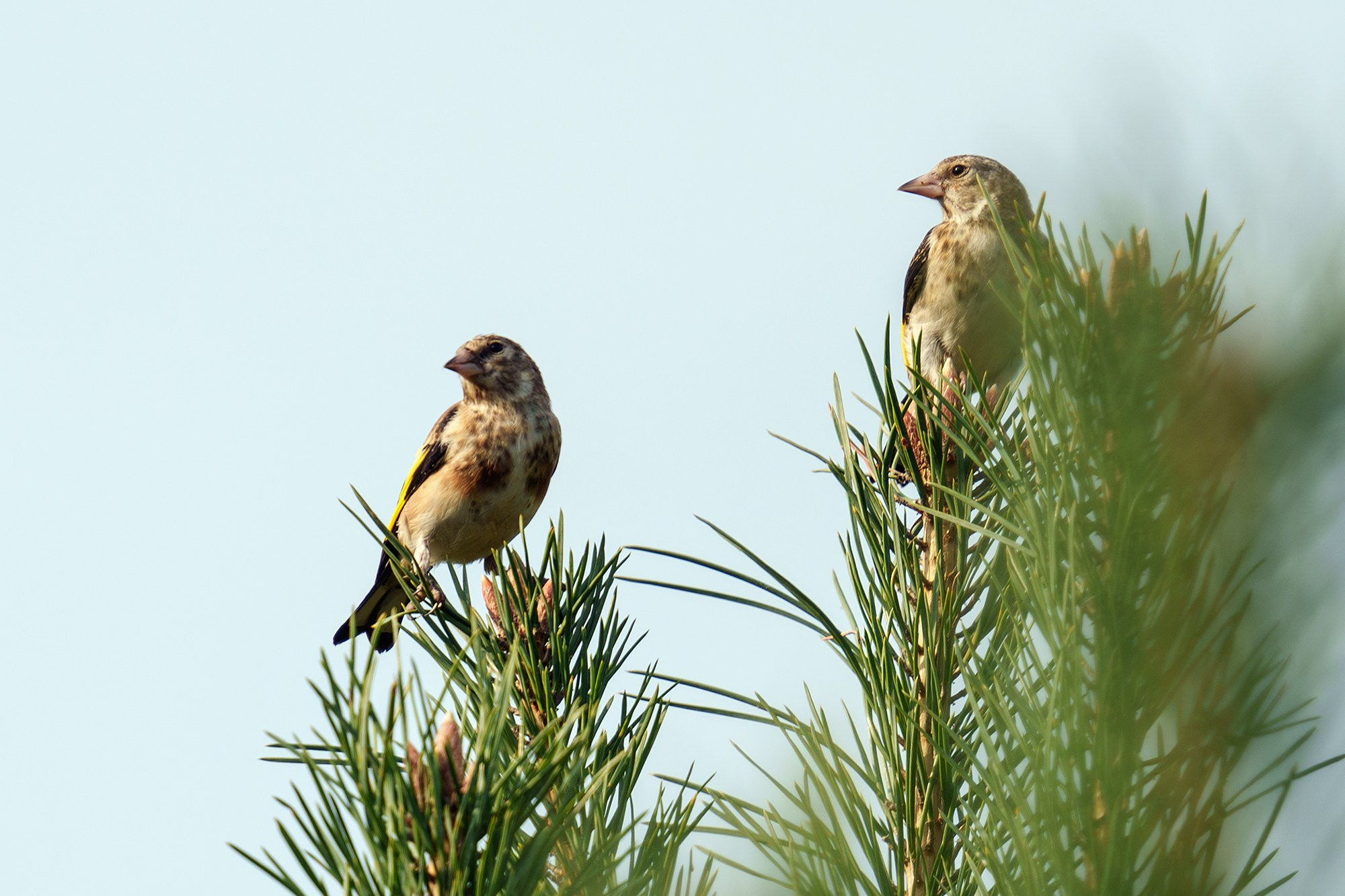 Удивительные мир птиц. Вокруг нас столько прекрасного — присмотритесь!. Ваш личный фотограф Марина Волкова
