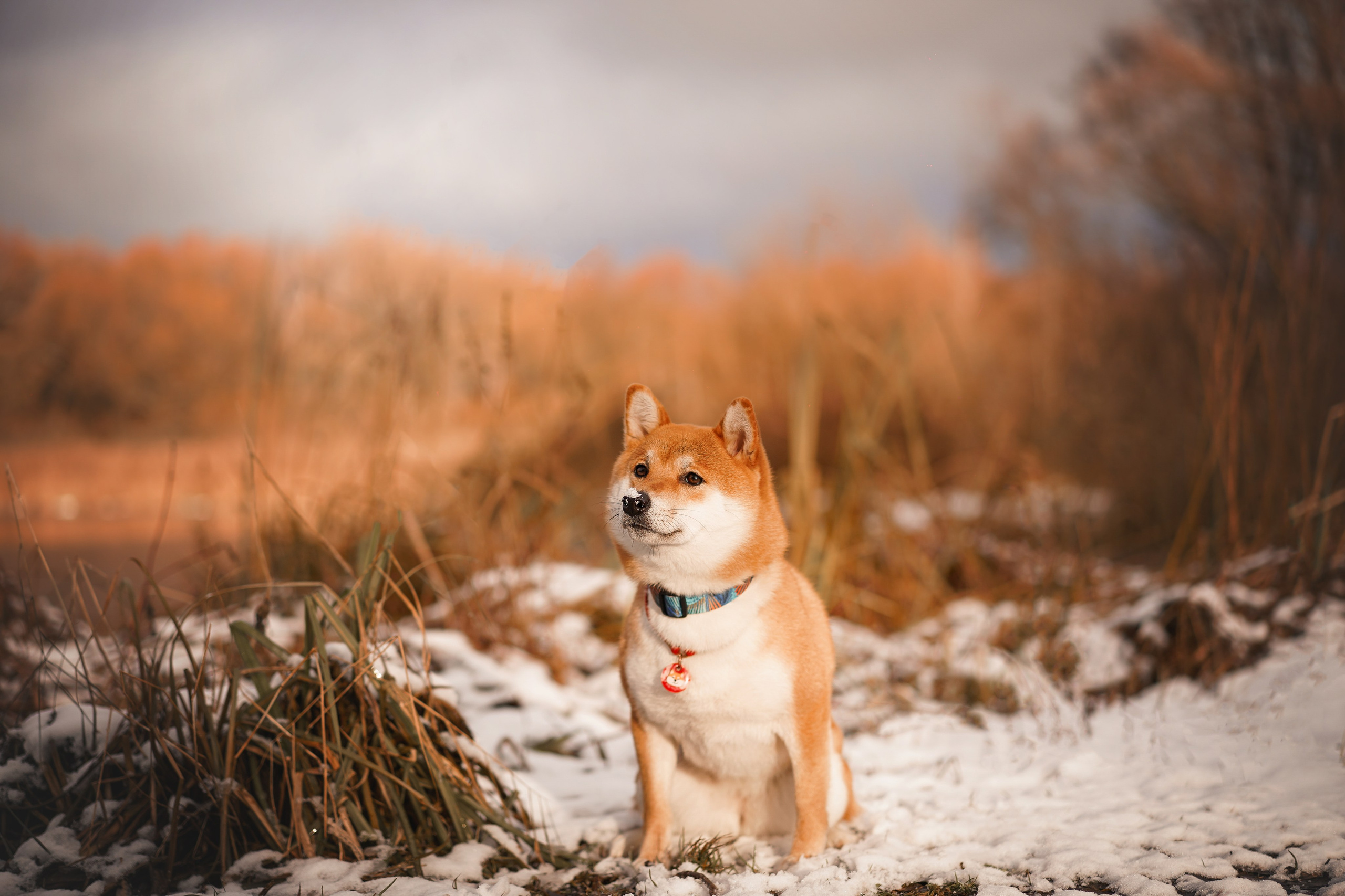 Алина и Юми. Фотограф-анималист в Санкт-Петербурге Яна Мартынова