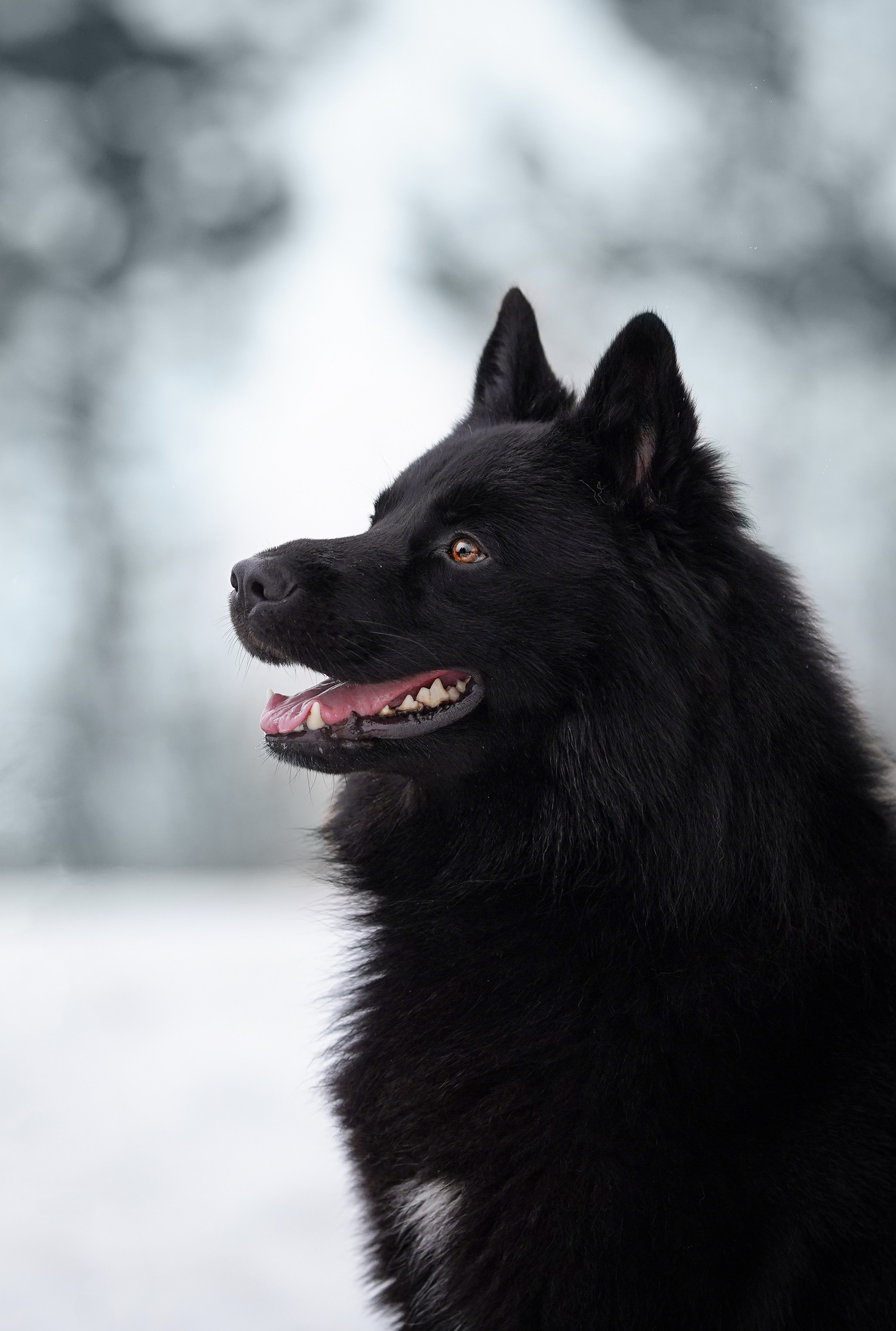 Лора Джанго и Хэппи. Фотограф-анималист в Санкт-Петербурге Яна Мартынова