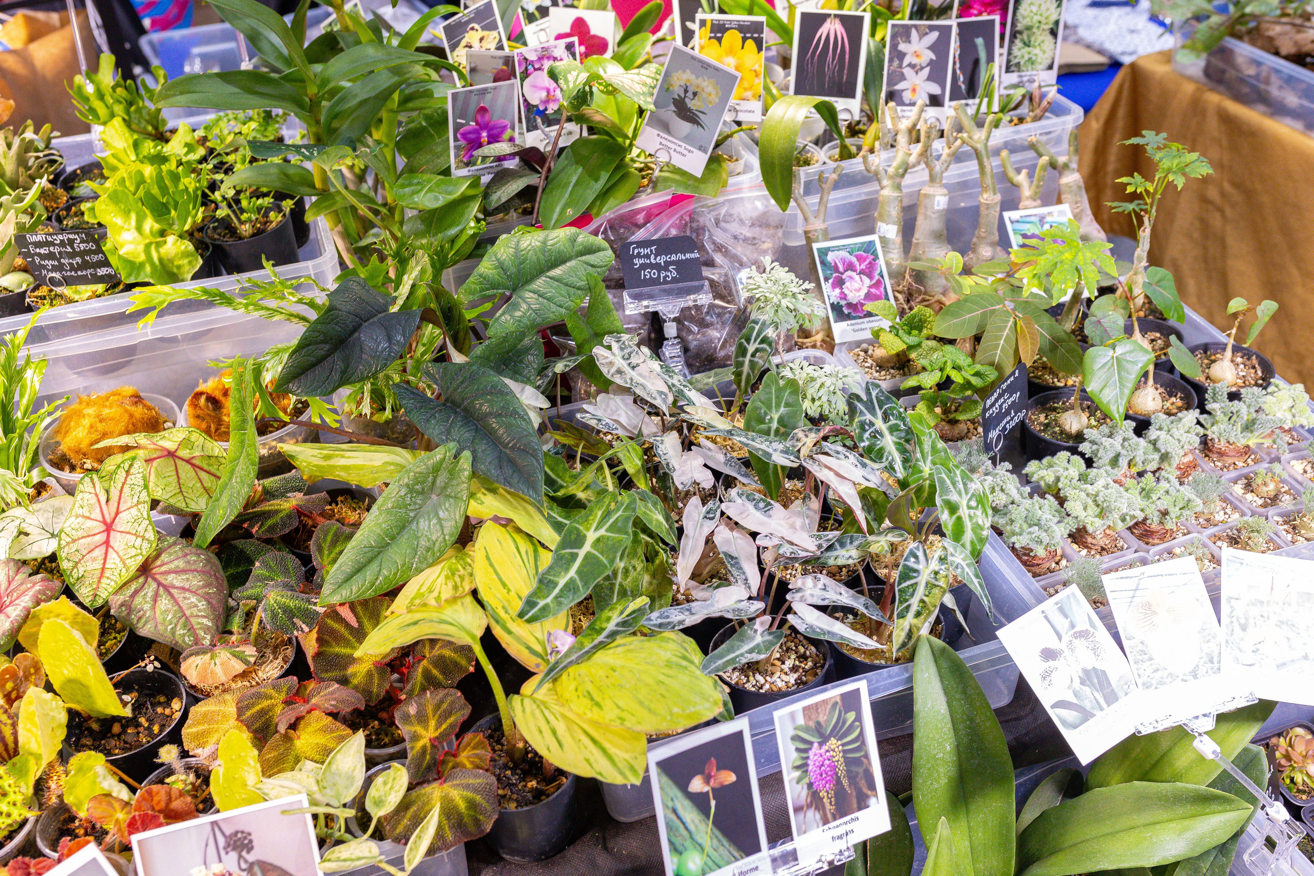 Орхидиум 12.2025. Александра Куликова фотограф, Москва