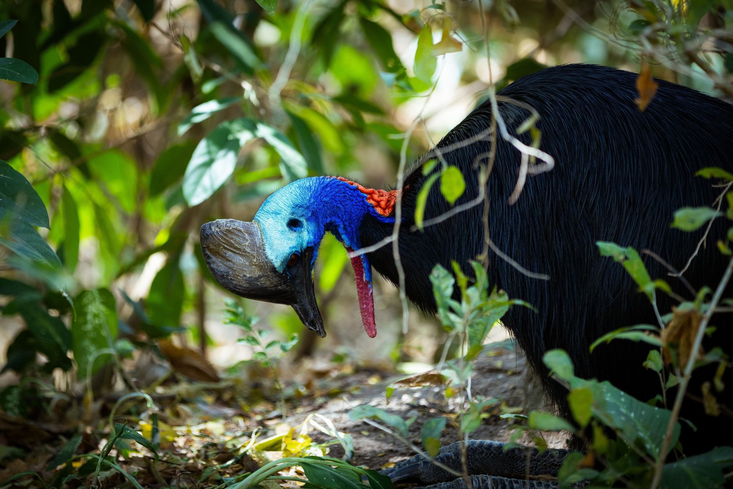 Таиланд (зима 2025). Фотограф Виноградов Константин