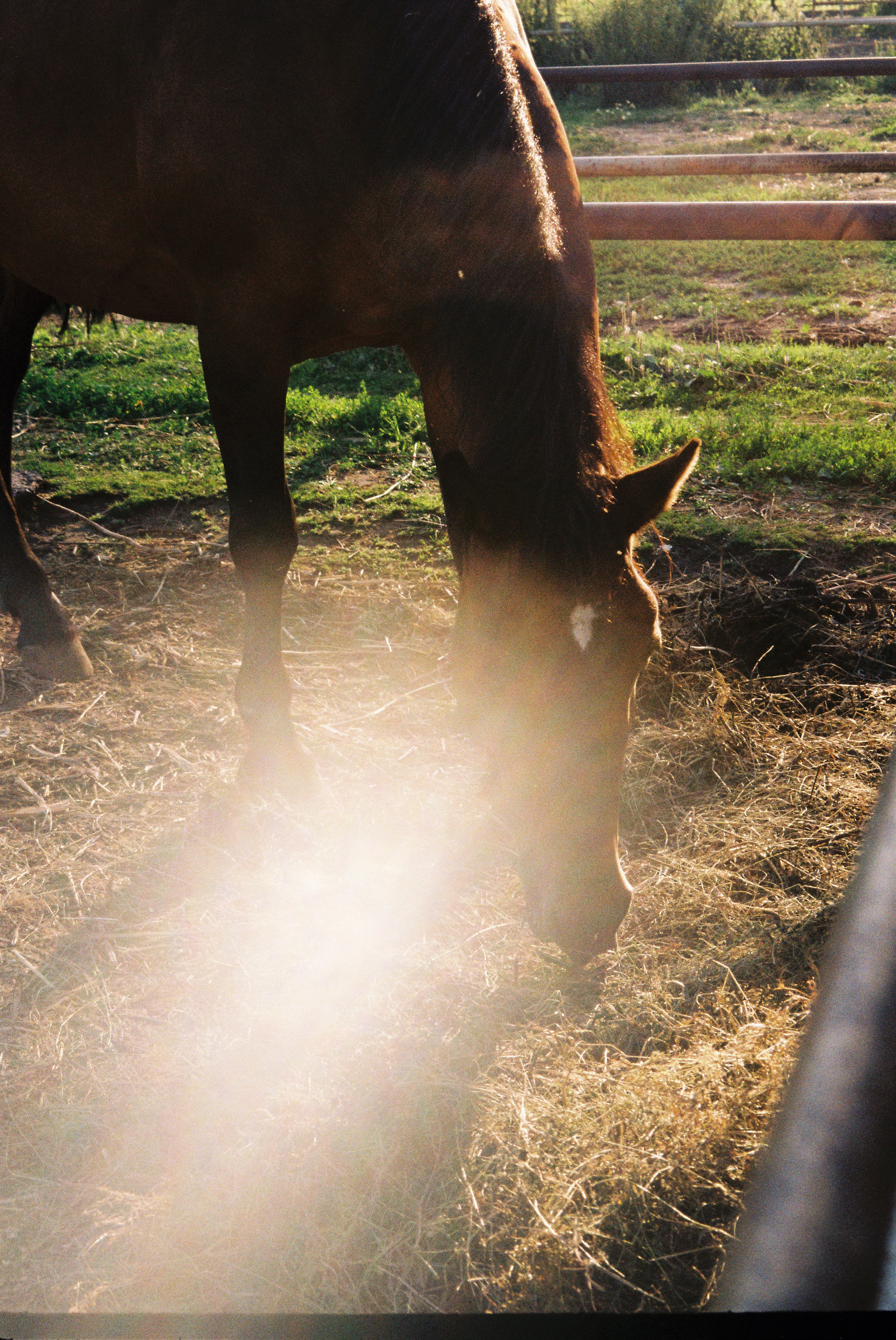 Пленка. Фотограф в Санкт-Петербурге Мария Комолитдинова
