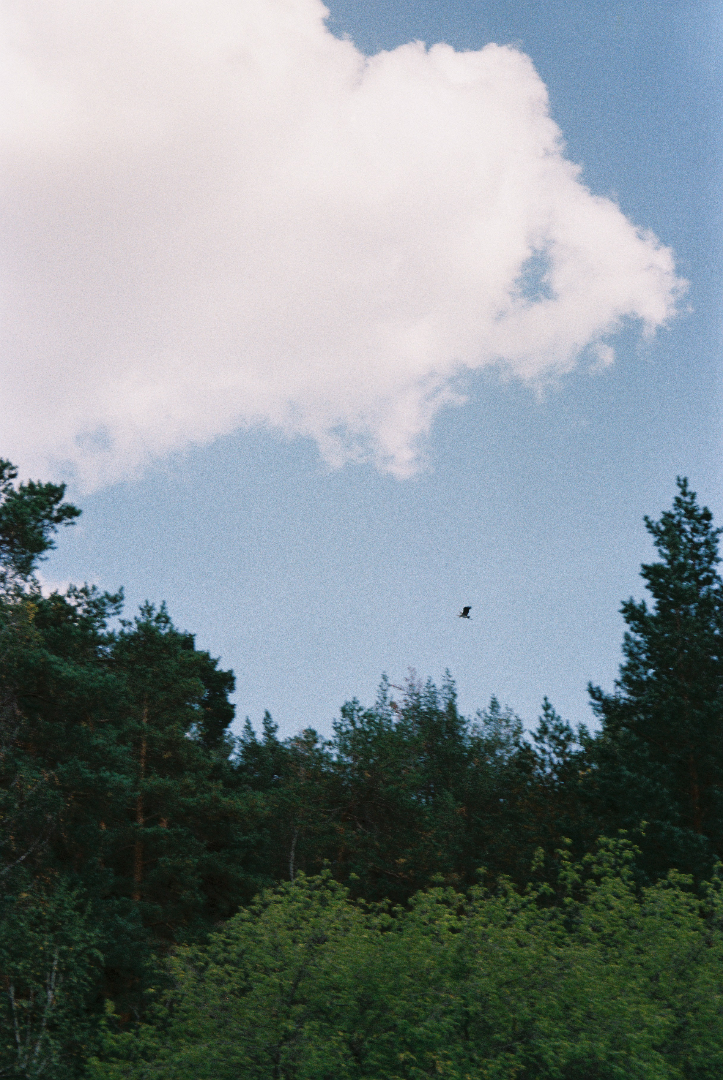 Пленка. Фотограф в Санкт-Петербурге Мария Комолитдинова