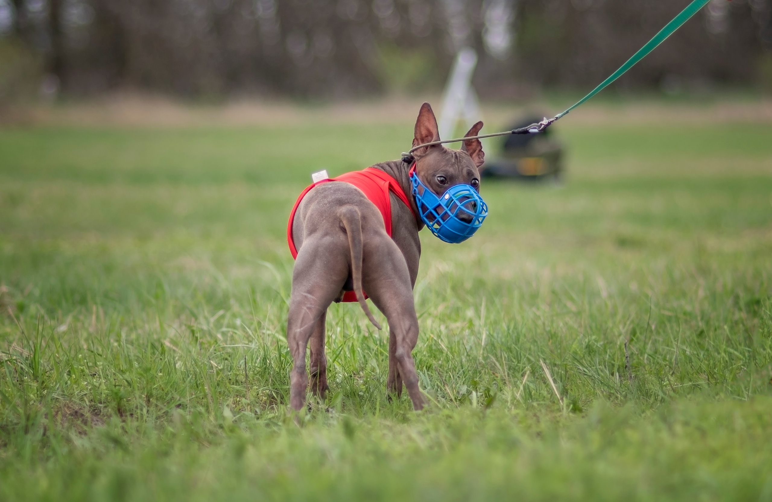 Курсинг. Фотограф анималист Ставрополь Яна Кудлай