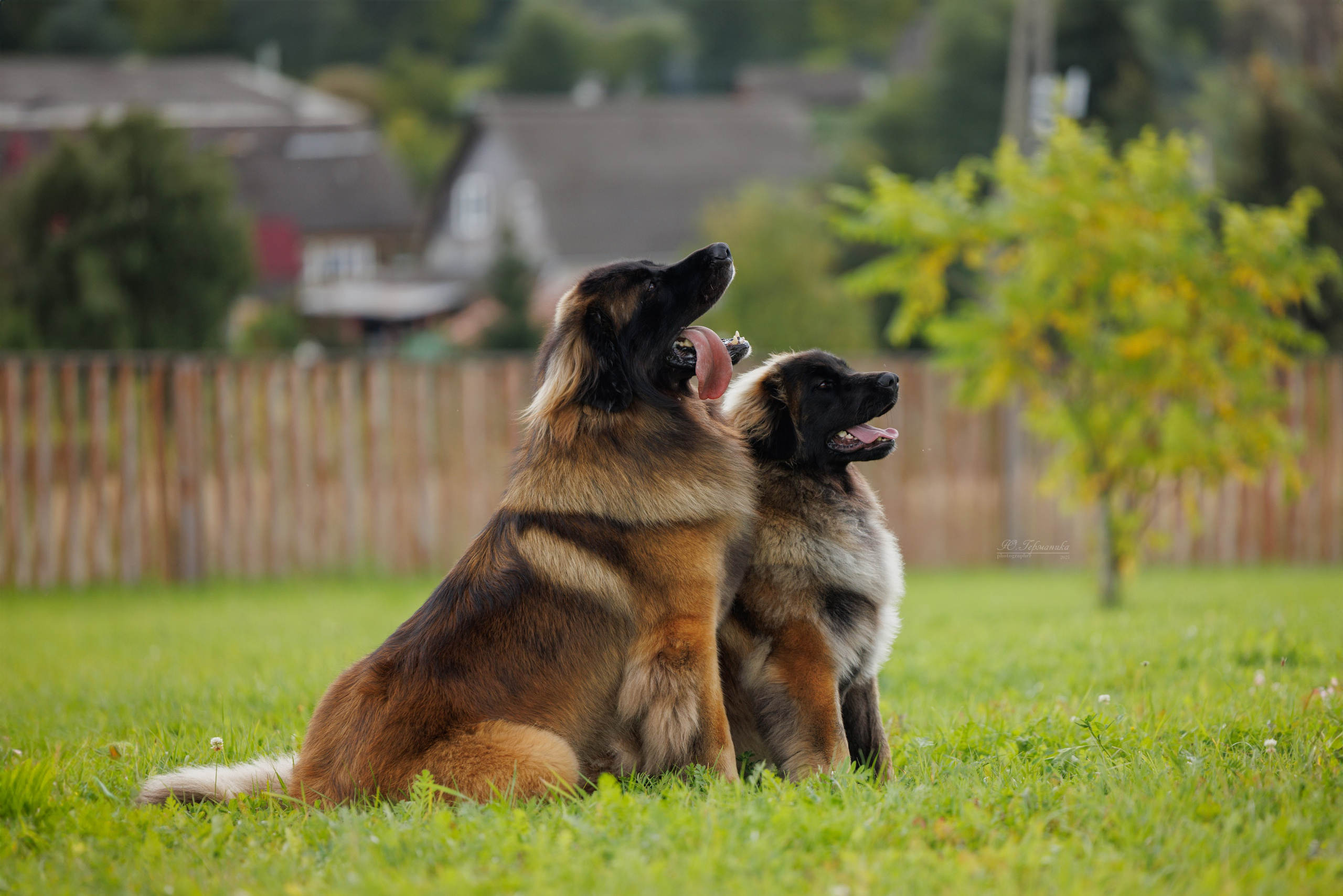 Переславль 5-7.08.2025. Фотограф-анималист Юлия Германика