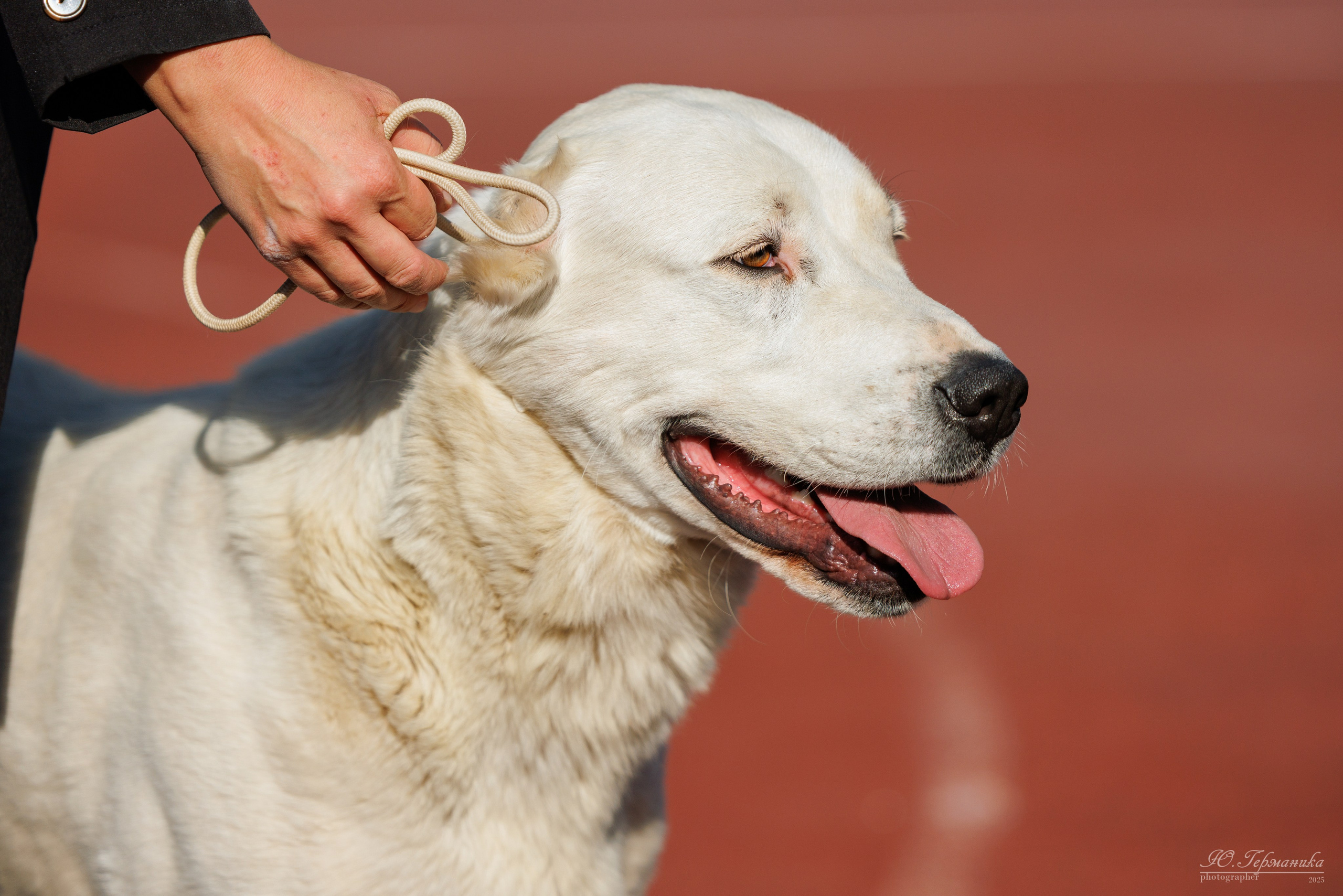 Коломна 30.08.2025. Фотограф-анималист Юлия Германика