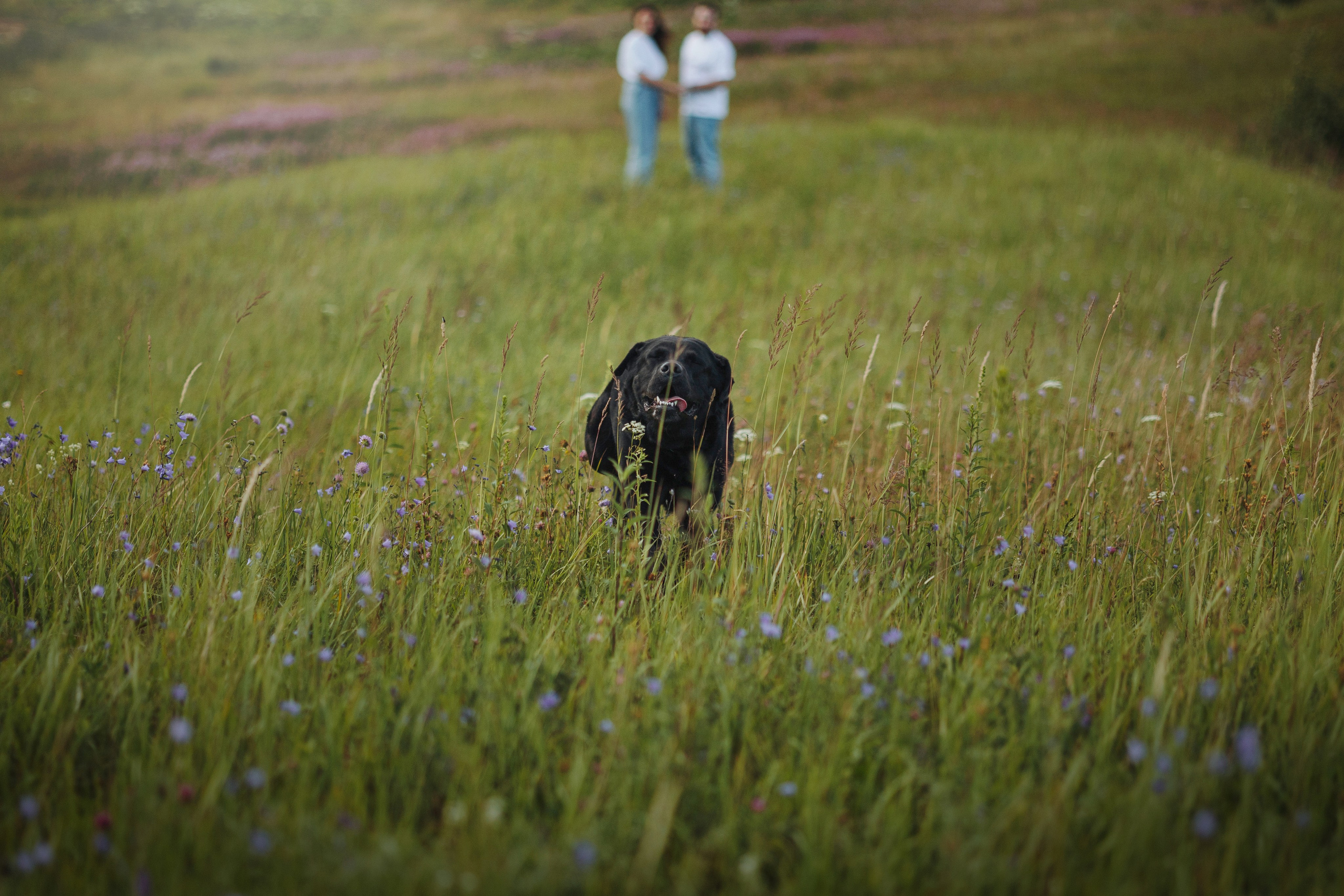 Бомбей и его семья. Фотограф — Анималист | Санкт-Петербург