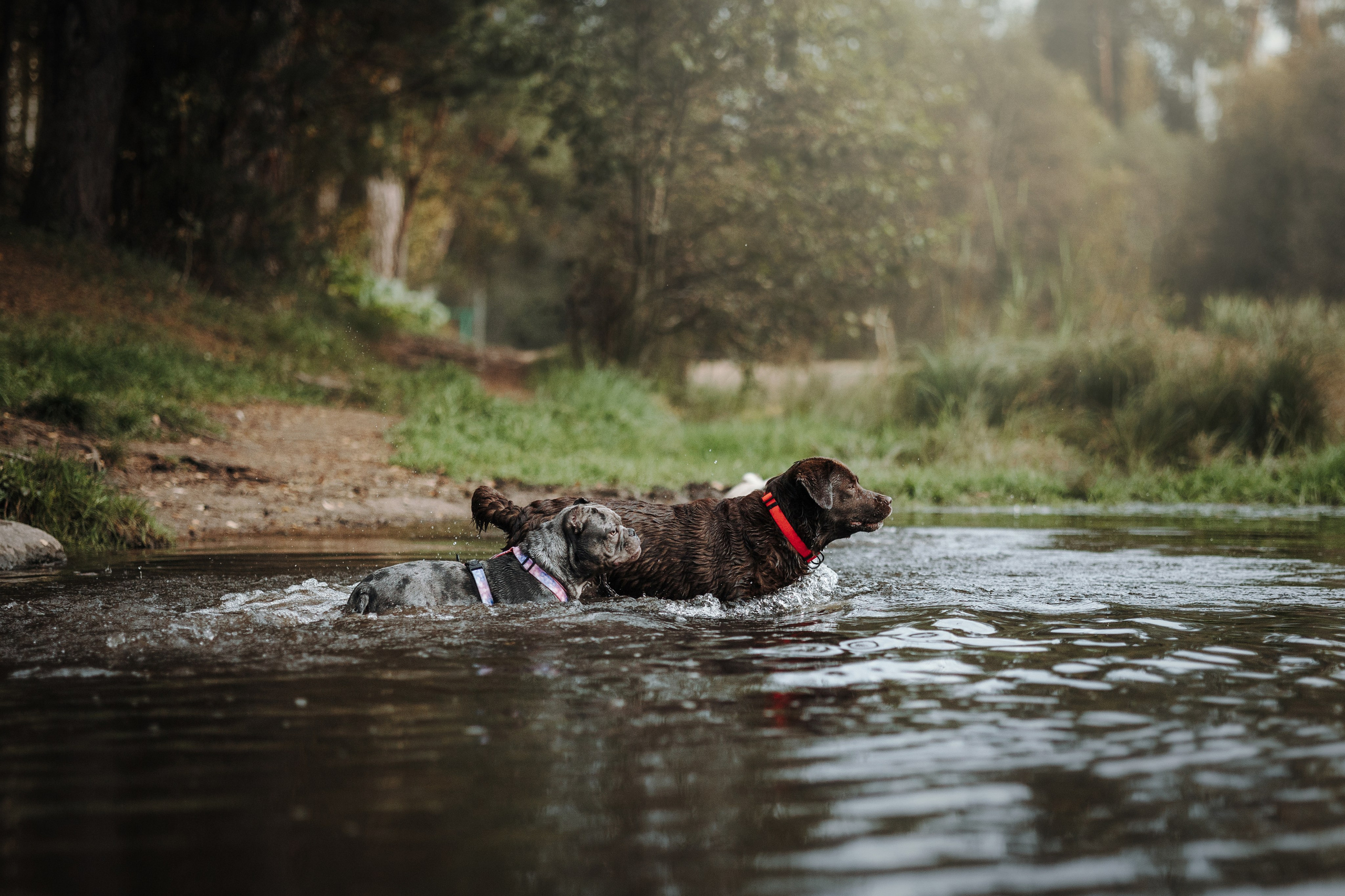 Девочки и их семья. Фотограф — Анималист | Санкт-Петербург