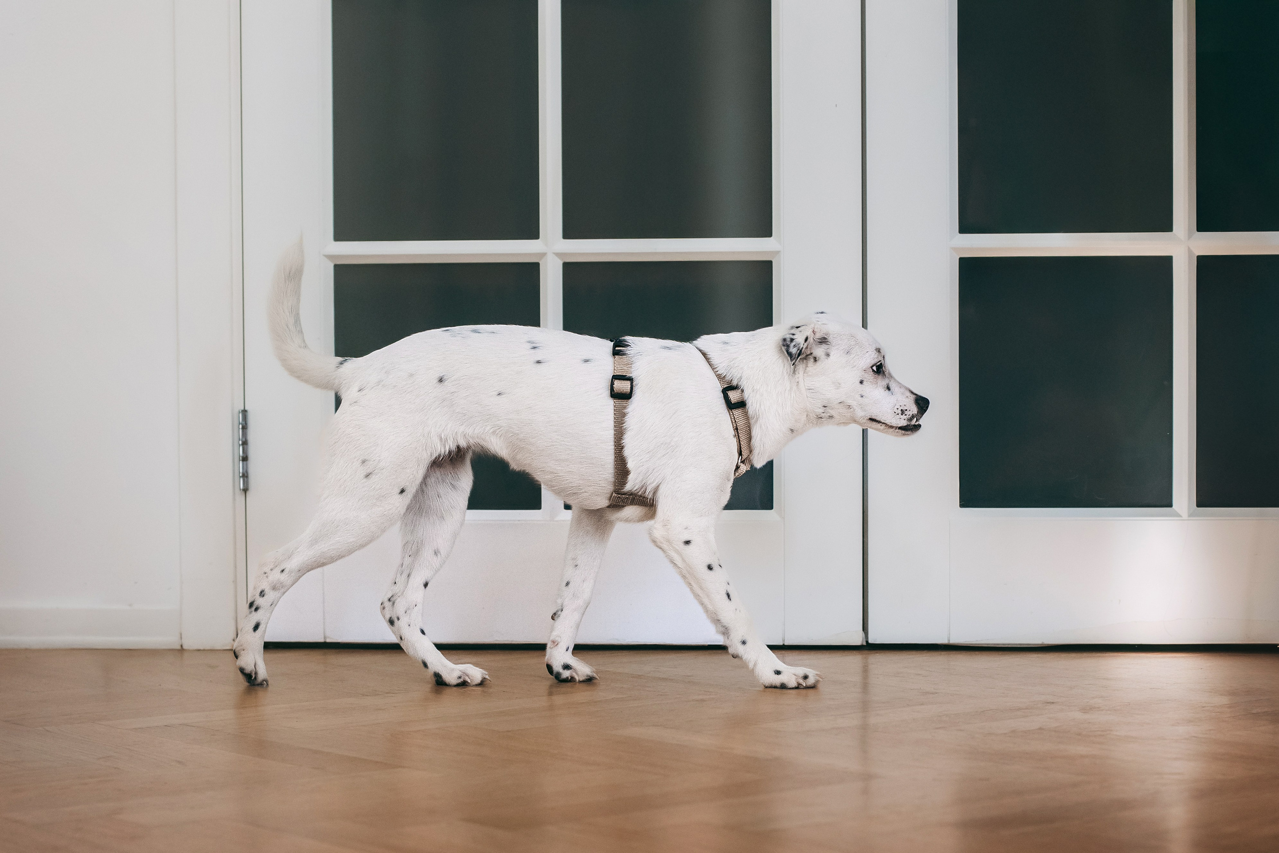 Студия лето 2025. Фотограф-анималист Татьяна Степанова