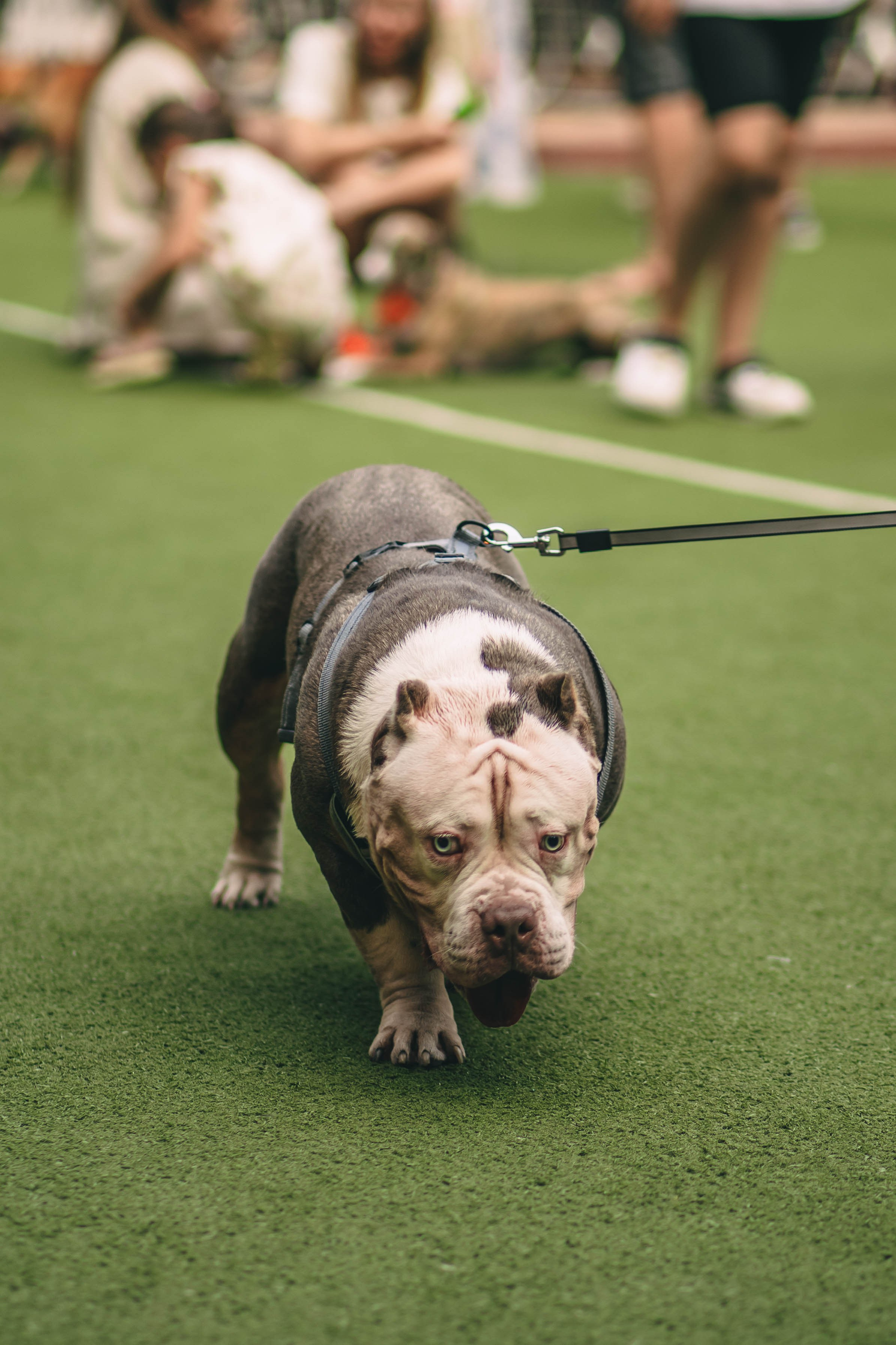 Pet-Party + Live-music |Парк Культуры. Фотограф в Ставрополе Алина Клочкова