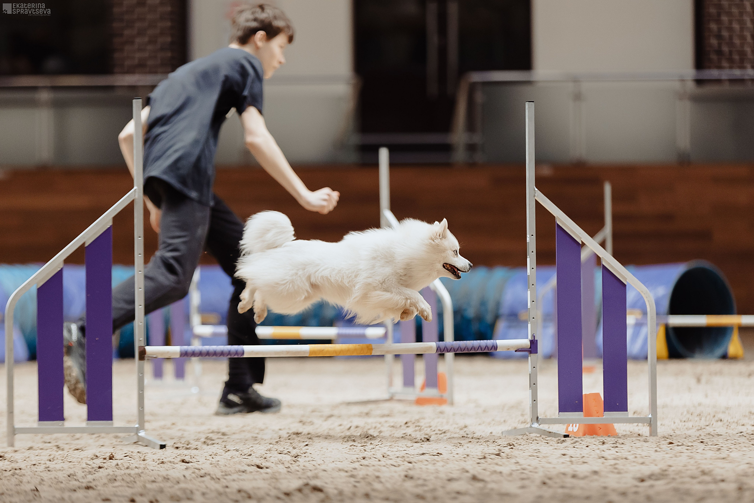ЧРКФ Аджилити в Максима. Фотограф Анималист Екатерина Справцева в Нижнем Новгороде