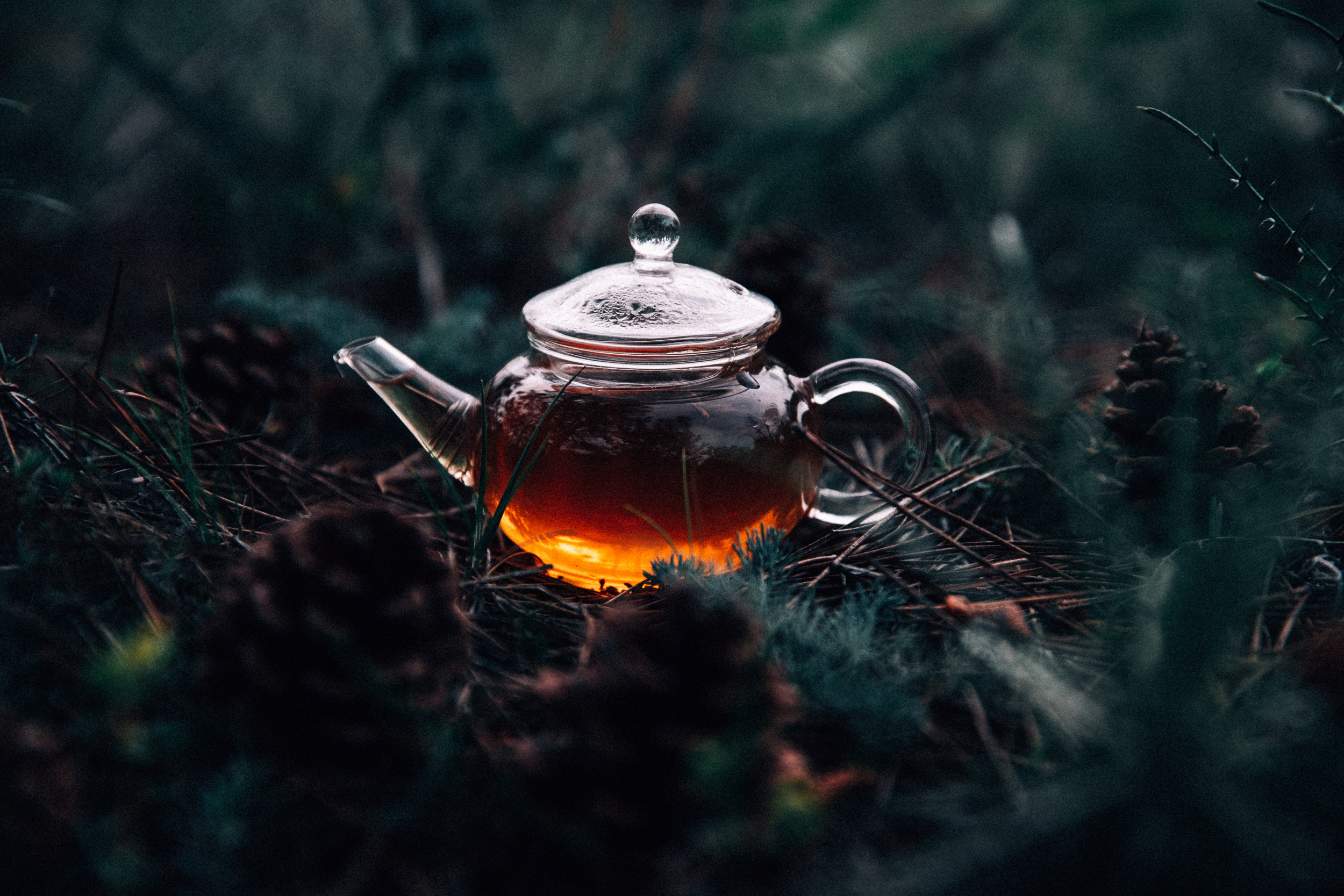 Чаепитие в лесу. Фотограф в Ростове-на-Дону