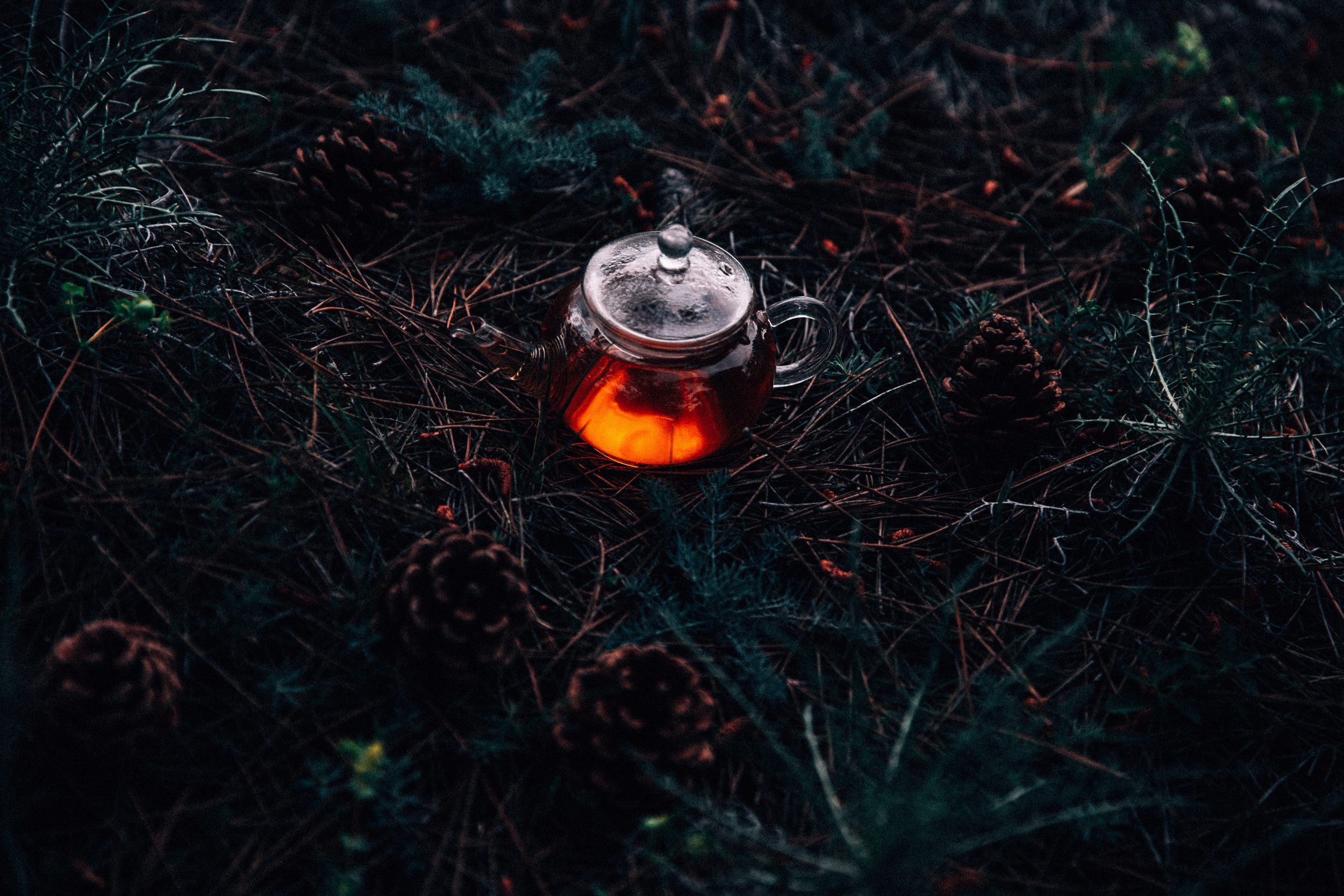 Чаепитие в лесу. Фотограф в Ростове-на-Дону