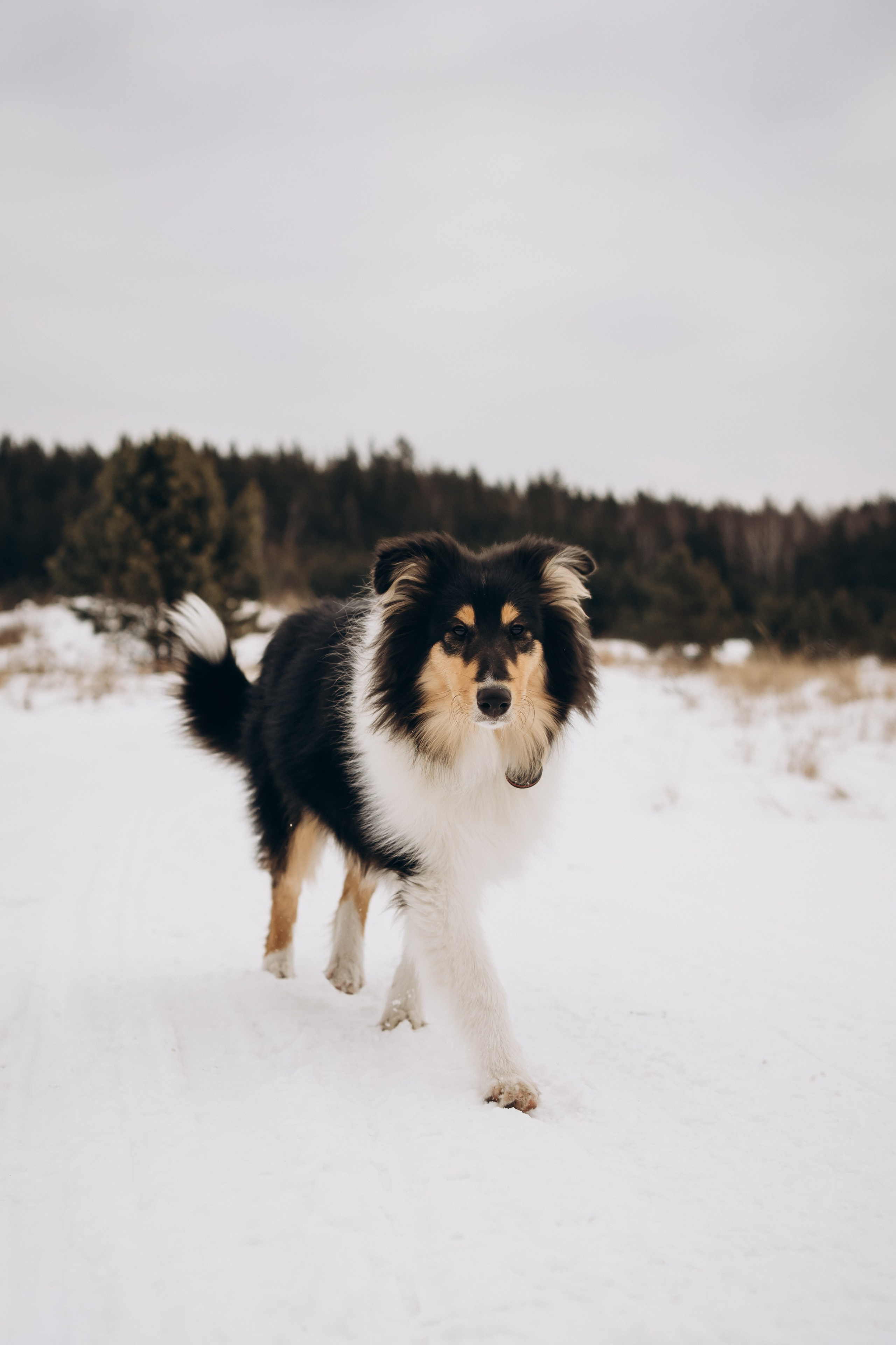 Альма. Фотограф-анималист Анастасия Большакова