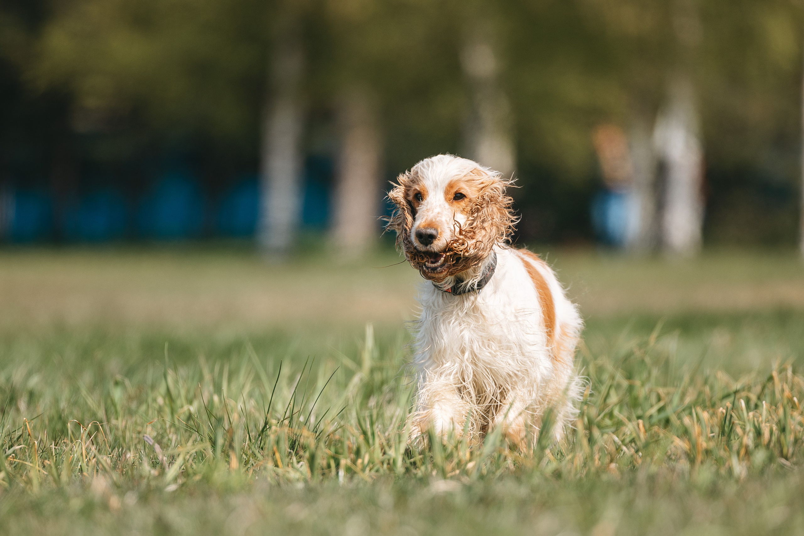 Спанимания. Фотограф анималист Осипчикова Мария