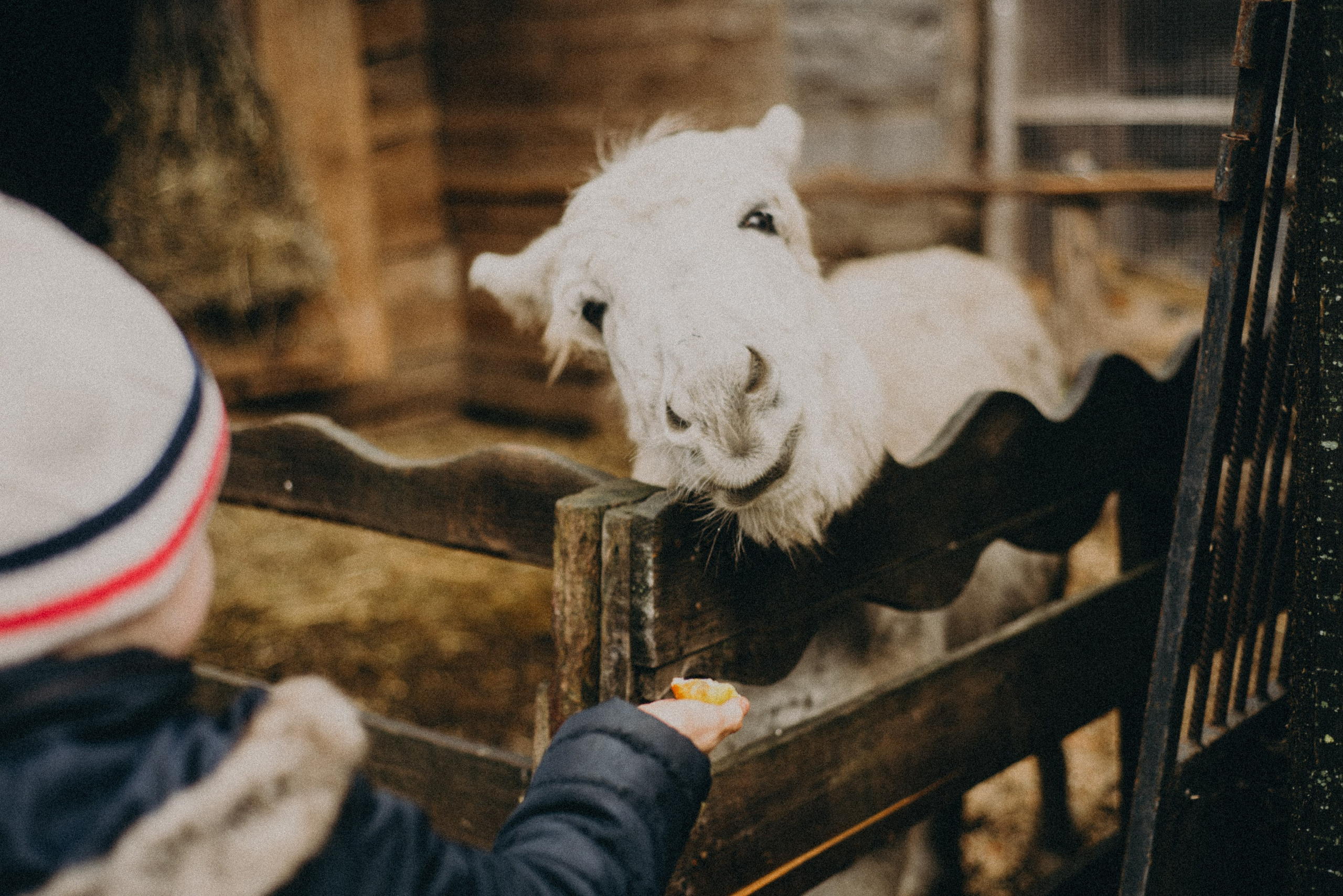 Сирин. Anita_photo