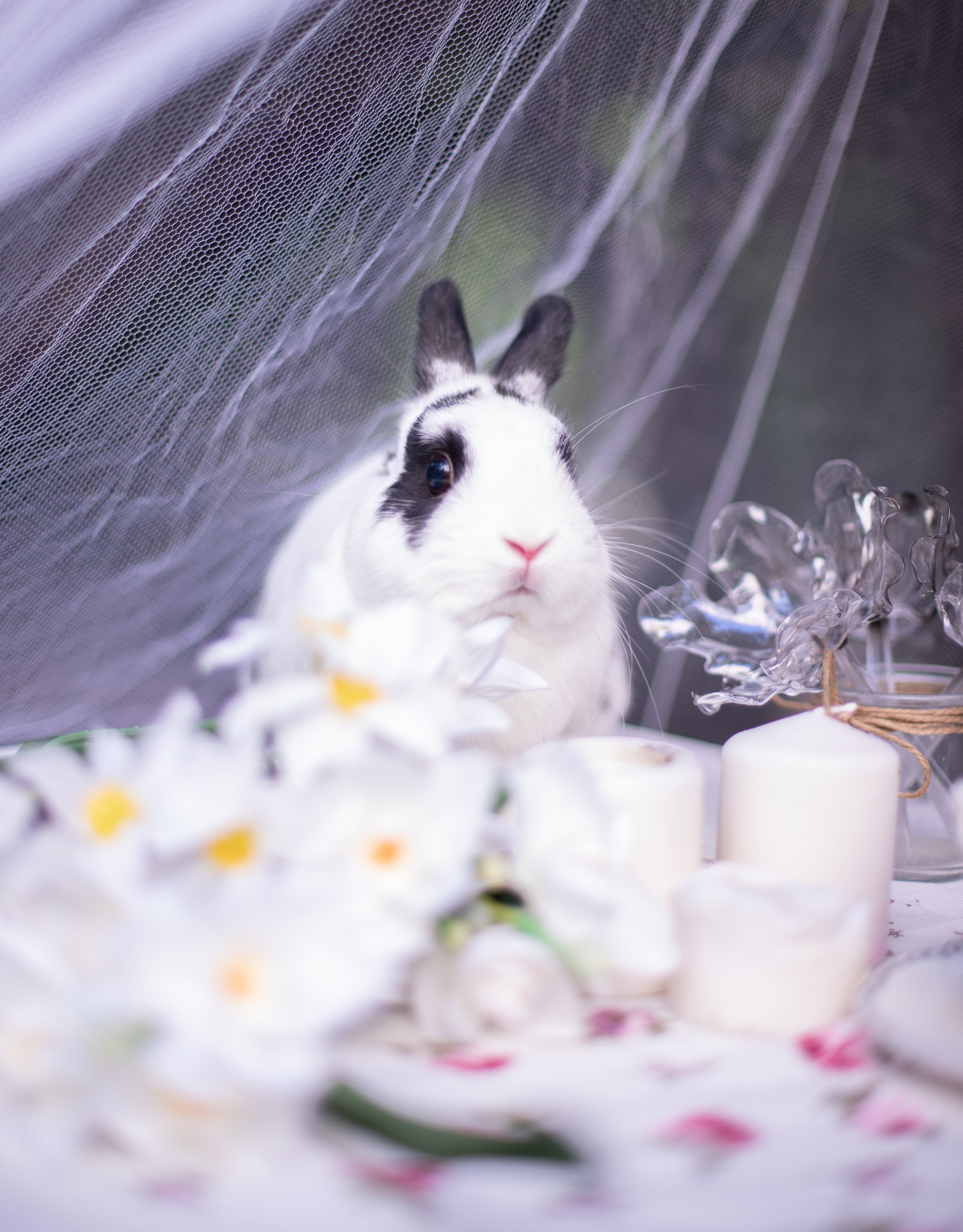 Алиса в стране чудес. Лучший фотограф Краснодара (по версии моей мамы)