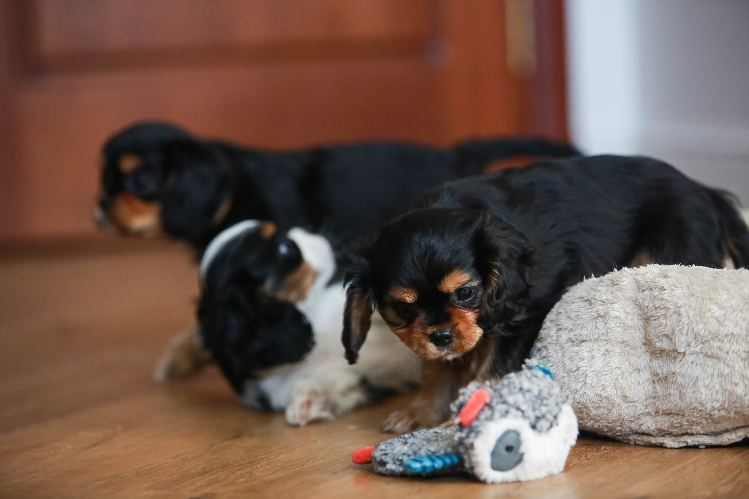 Щенки. Семейный и детский фотограф в Москве Мария Быкова