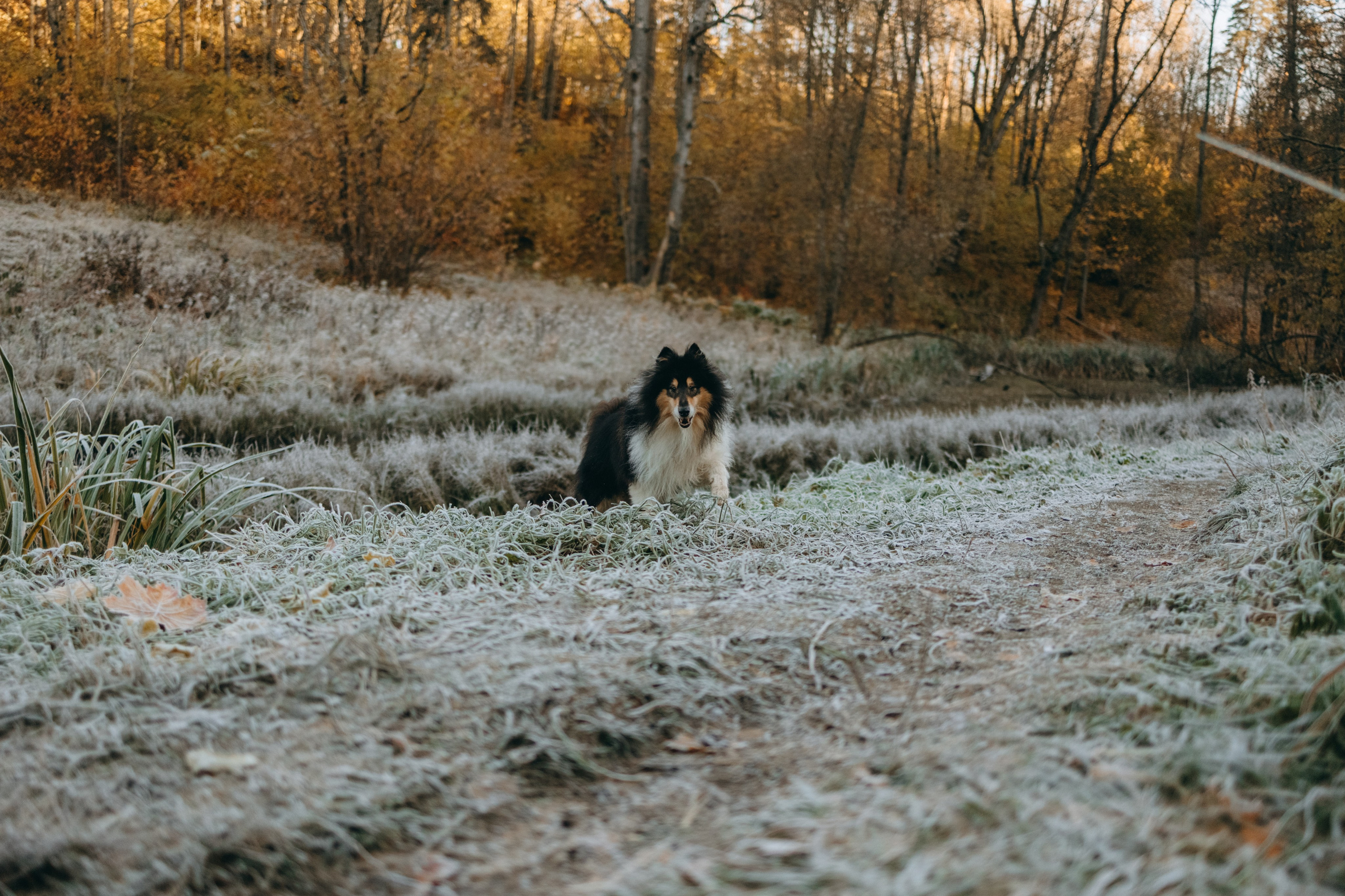 Ия и Барт. Фотограф — Анималист | Санкт-Петербург
