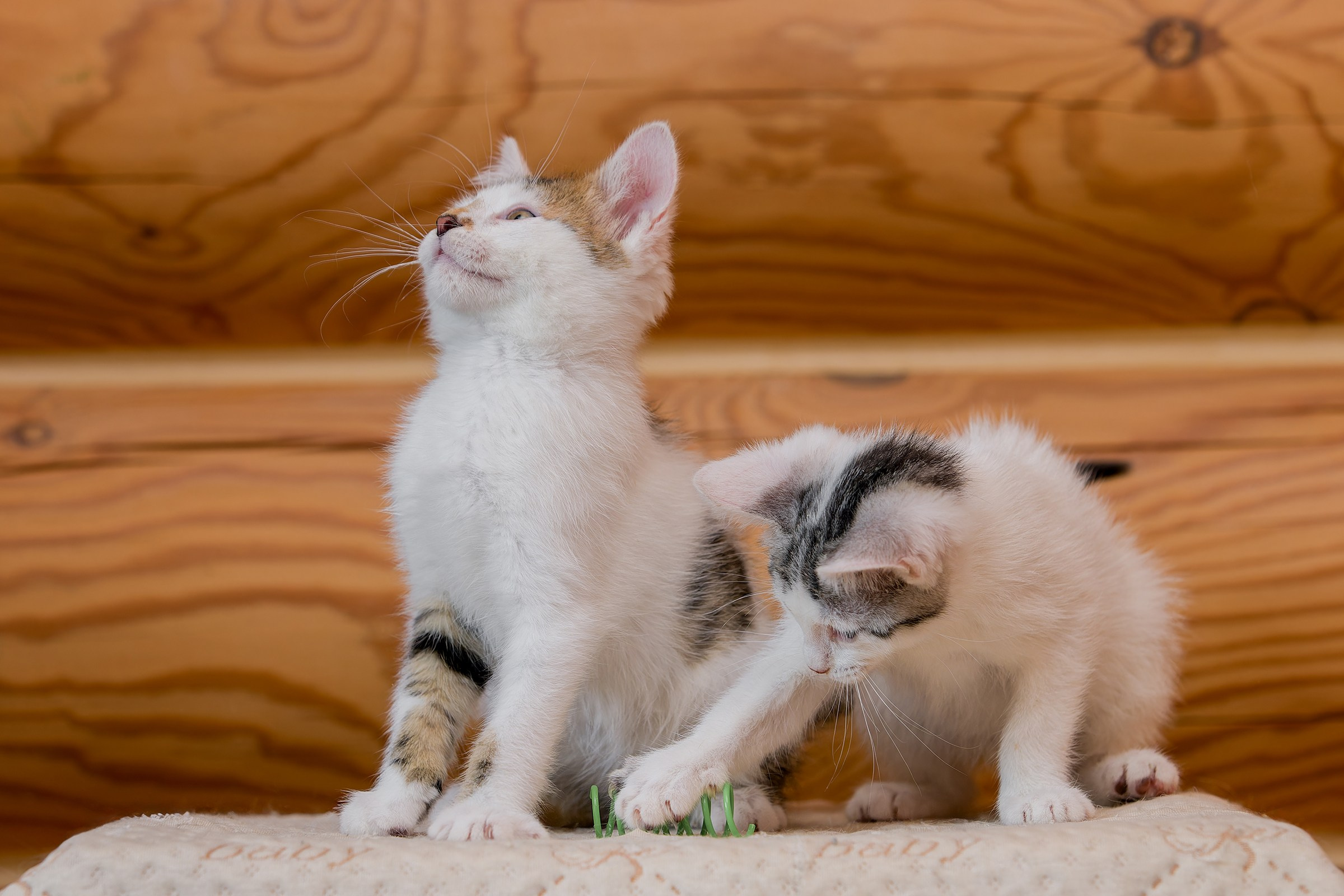 Котята. Irenephoto.ru