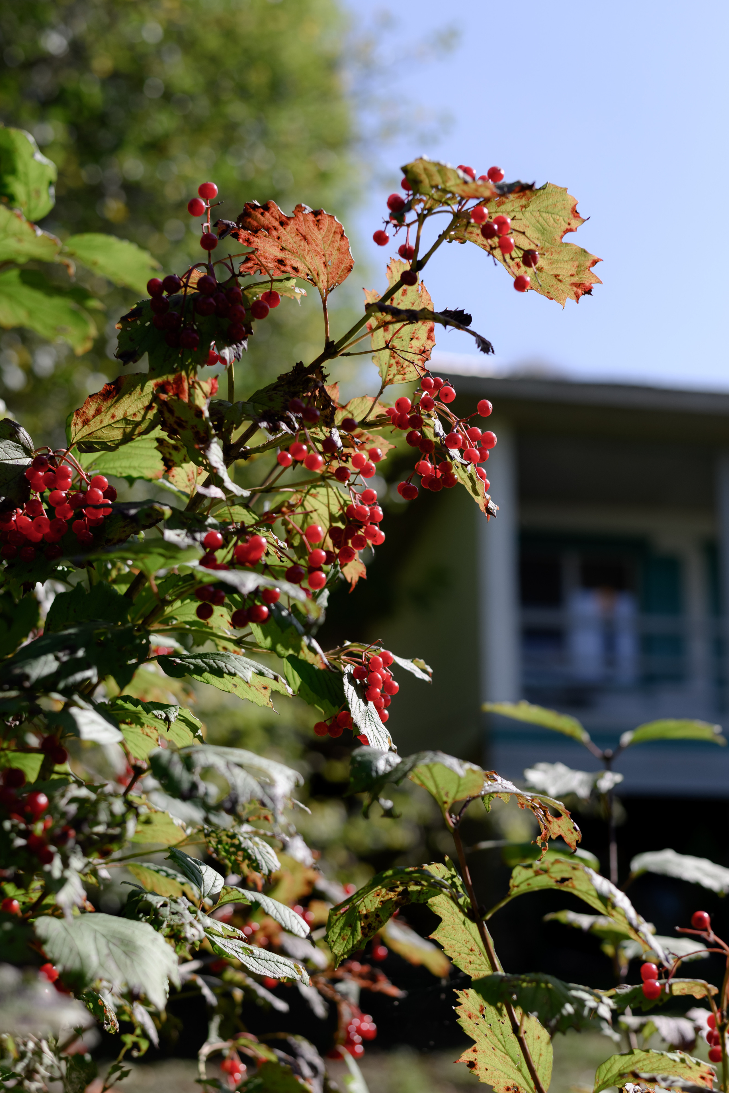 Виталик + Катя Мезмай. Backpackweddings фотограф и видеограф Ростов-на-Дону Сочи