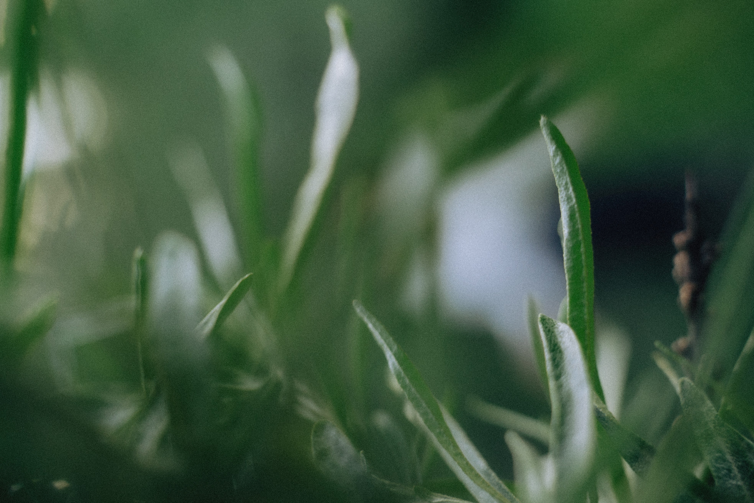 Между маем и июнем. Фотограф Москва Селюкова Юлия