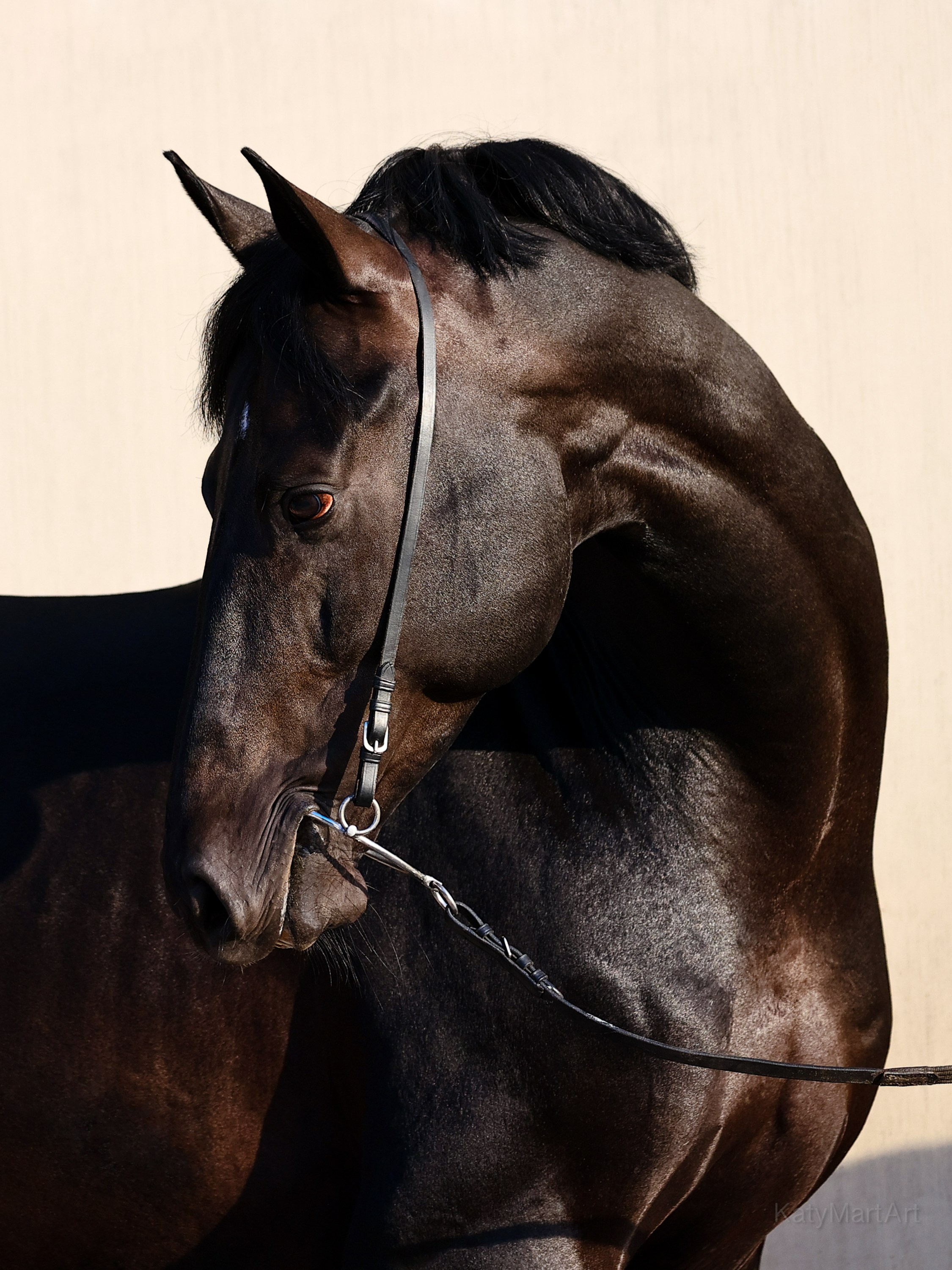 Лошади. KatymartArt — Equine photography