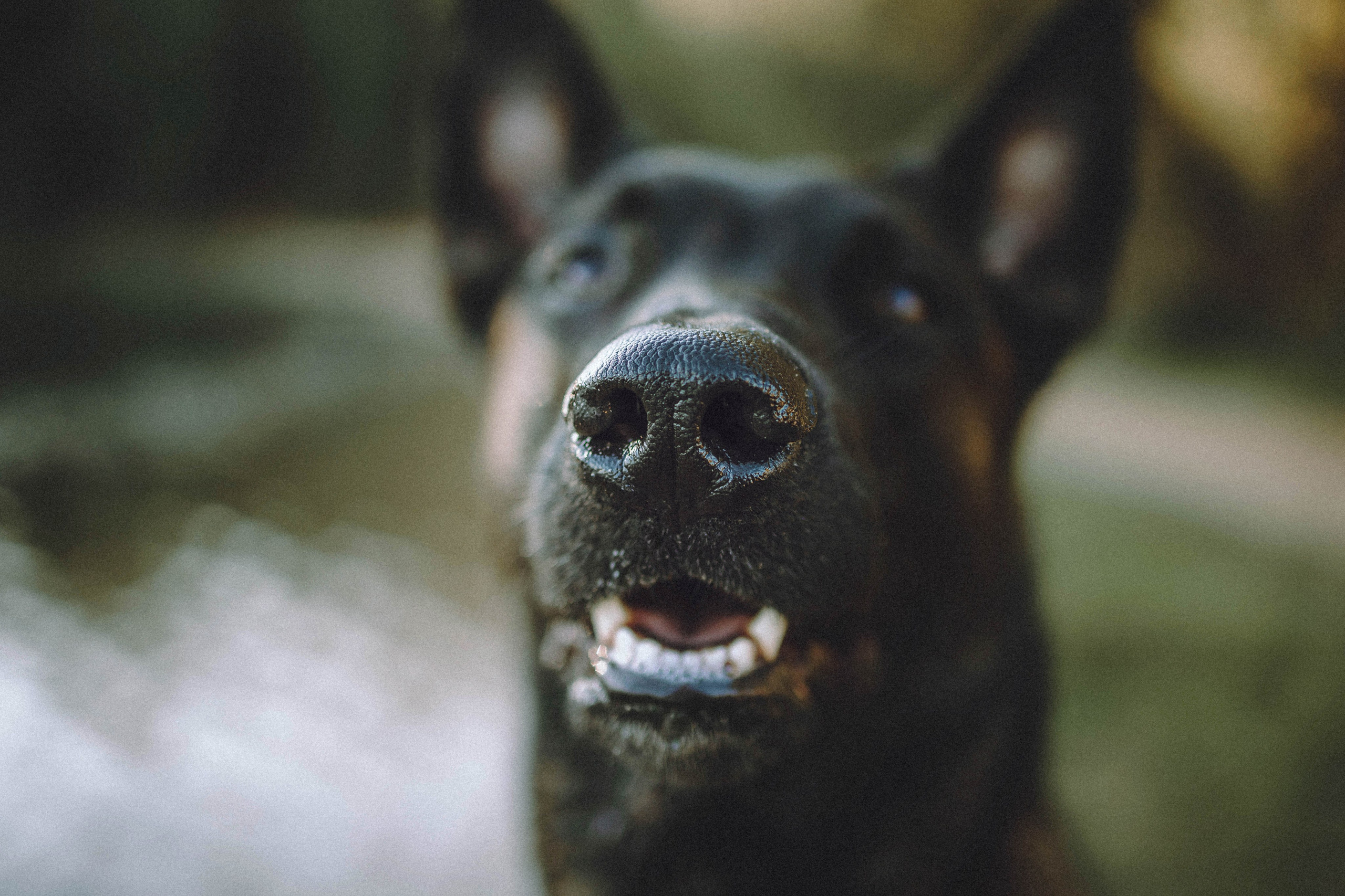 Таня, Ерш и Оллик