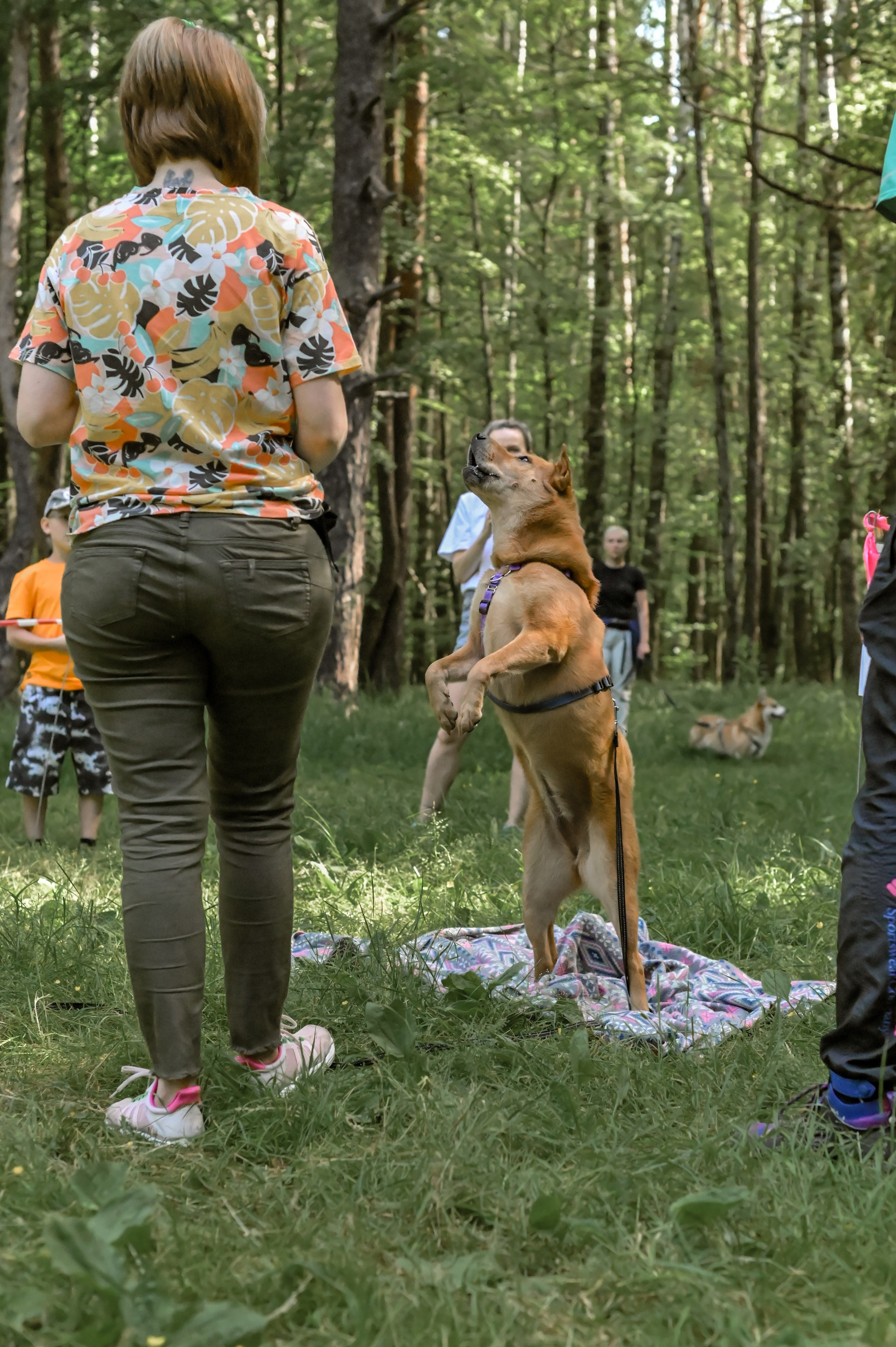 Кинологические соревнования. Семейный и репортажный фотограф в Москве Анастасия Трубкина