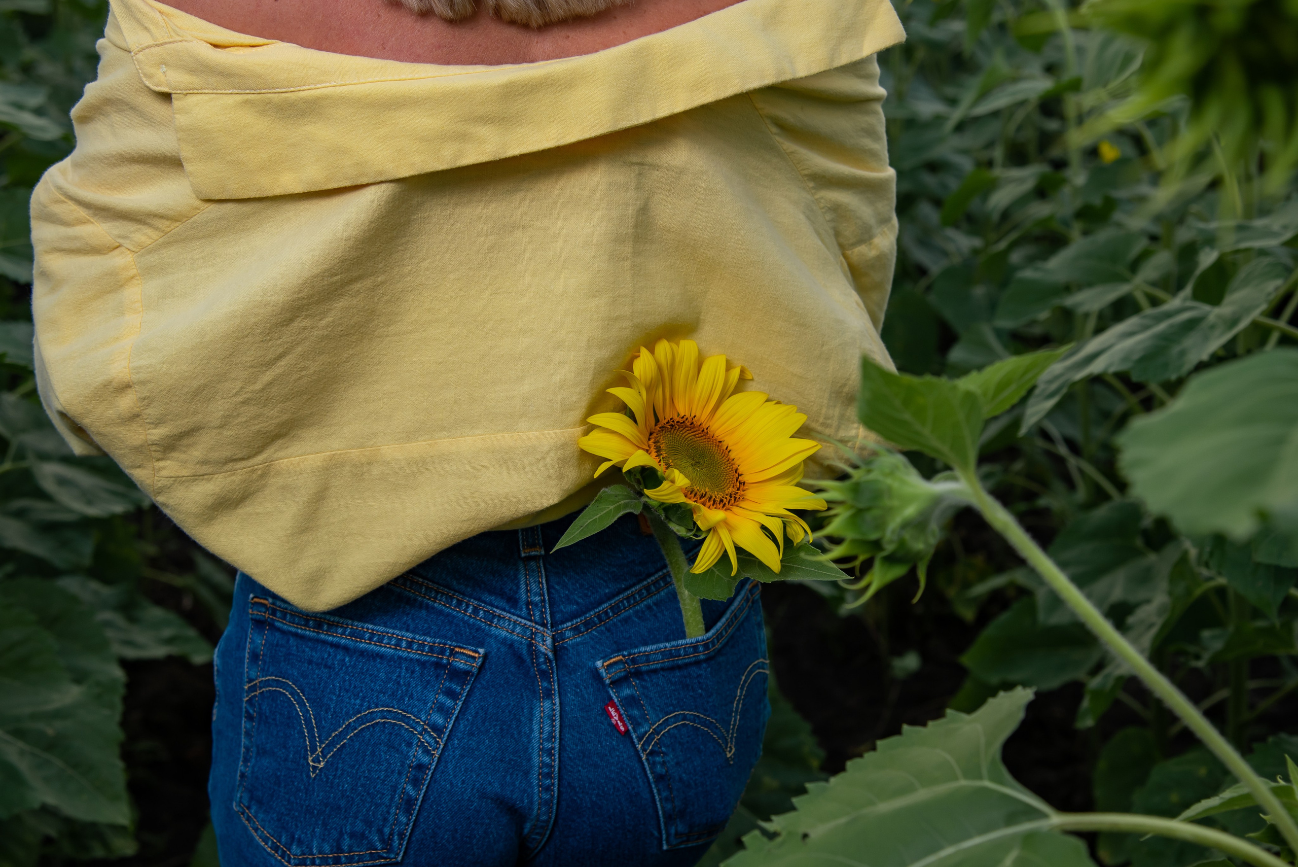 Подсолнух. Фотограф Галина Нестерова