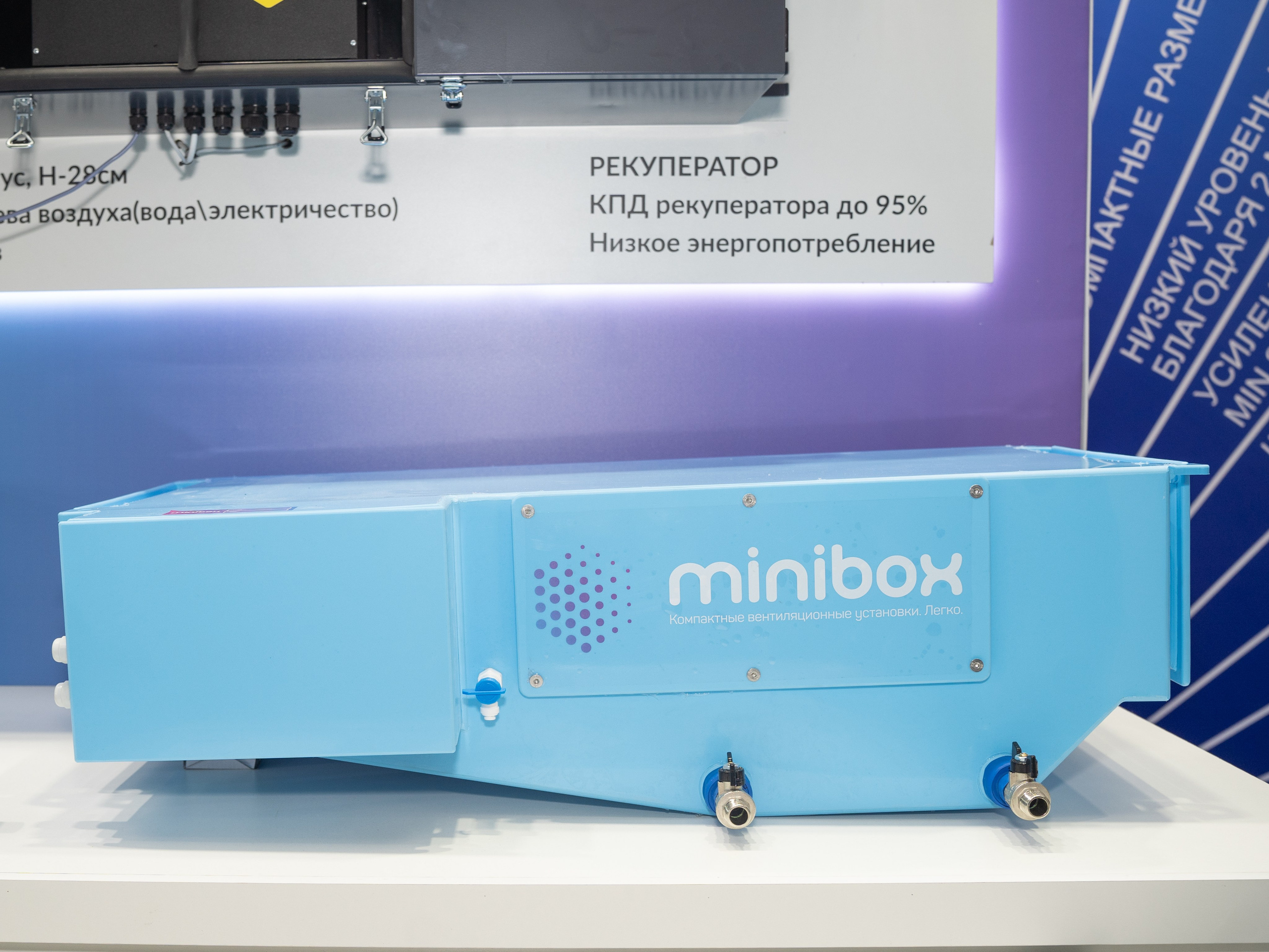 Крокус Вентиляция. Фотограф Зинаида Евдокимова