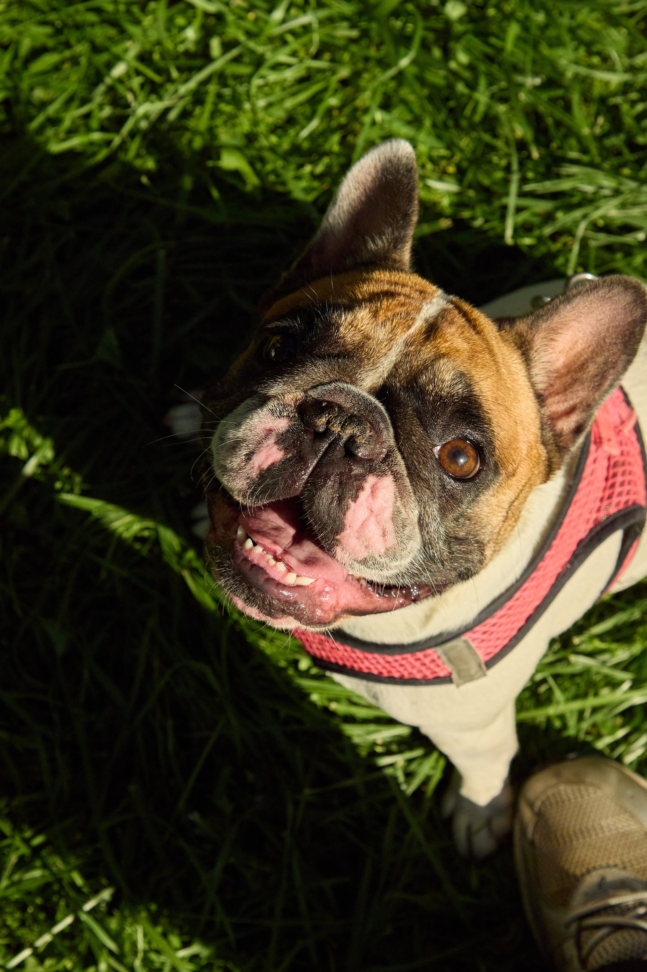 День защиты Питомцев х ТАСС х Союз ветеринаров. Святослав Лебедев | Рекламный фотограф — Коммерческая съемка, Арт-дирекшн, AI-интеграция