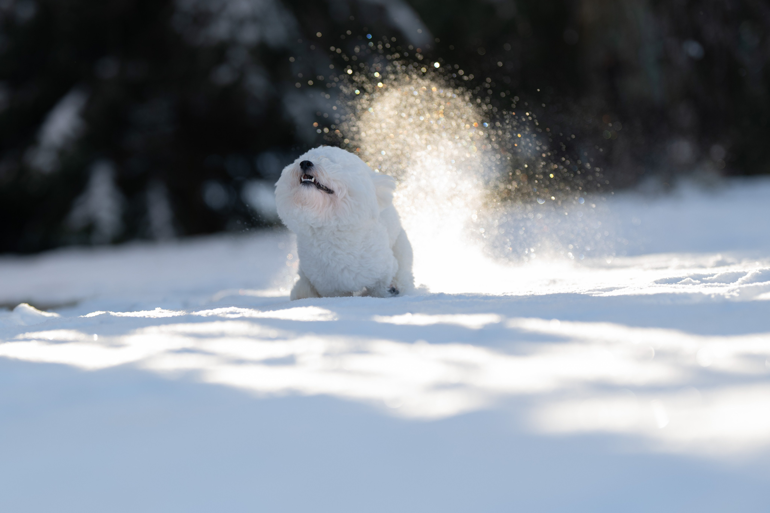 Первый снег 16 ноября 2025. -