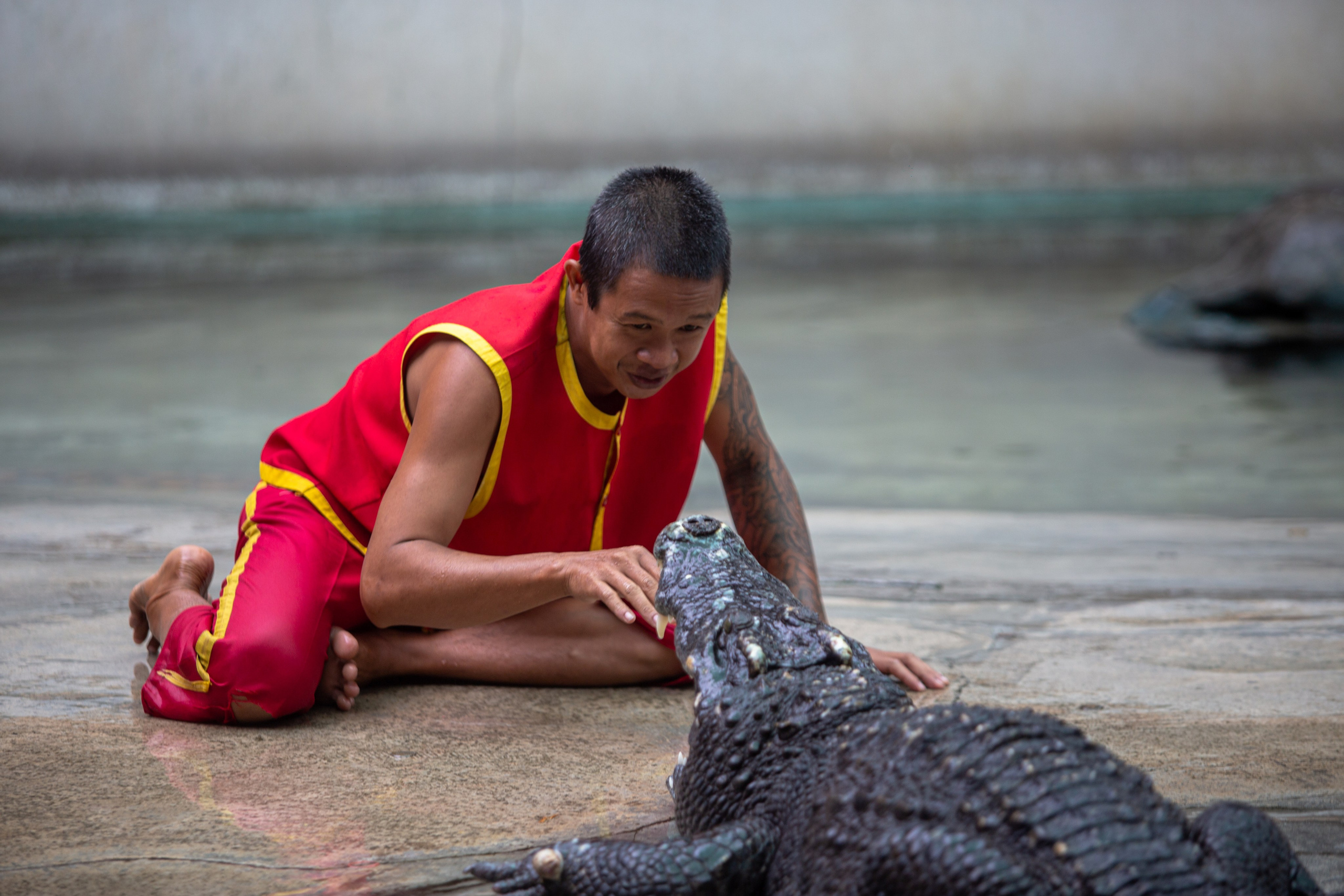 Samut Prakan Crocodile Farm & Zoo. Photographer Sonkina Tatiana (Tanya Ash)