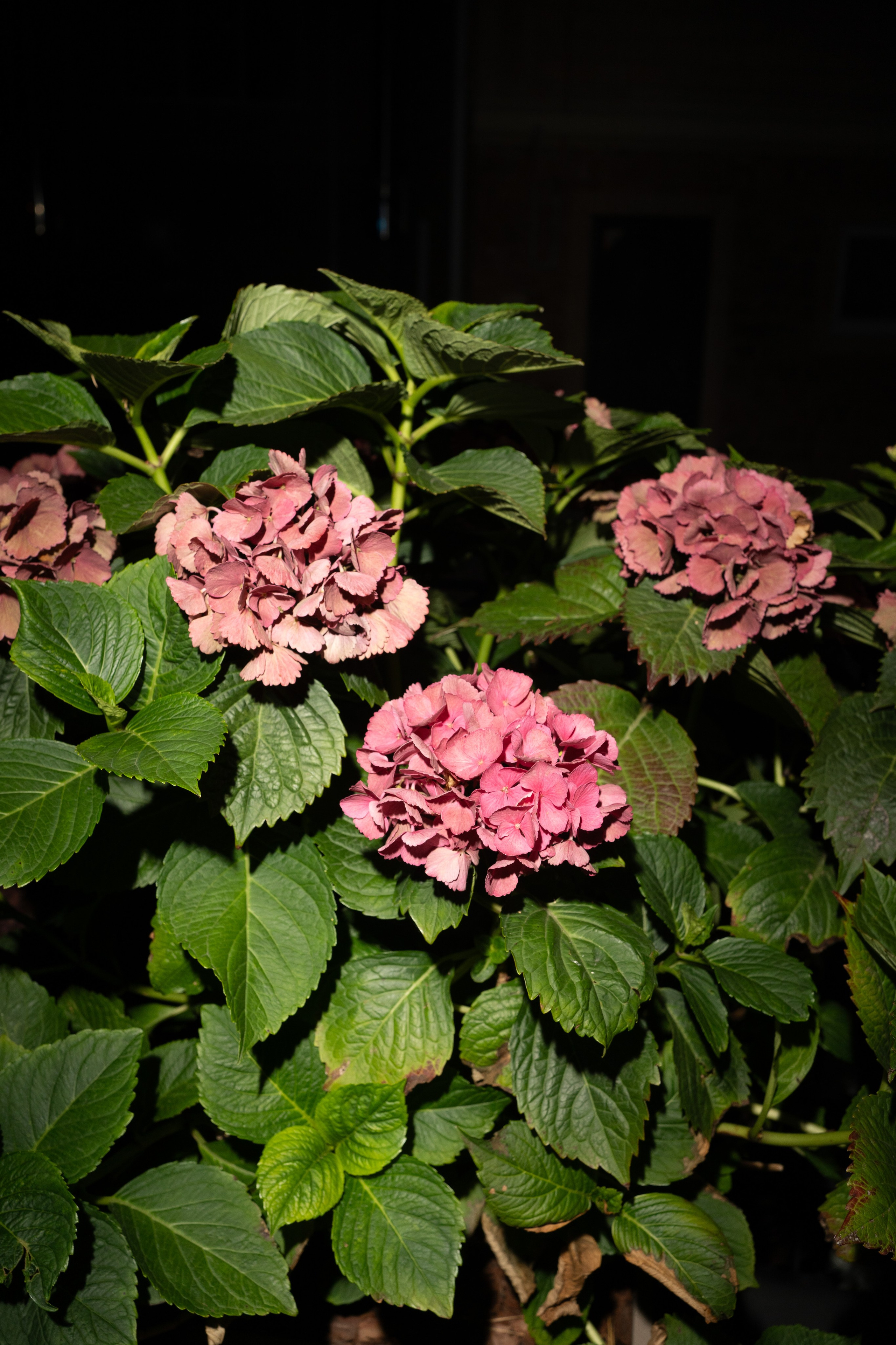 София и Даниил. Главная