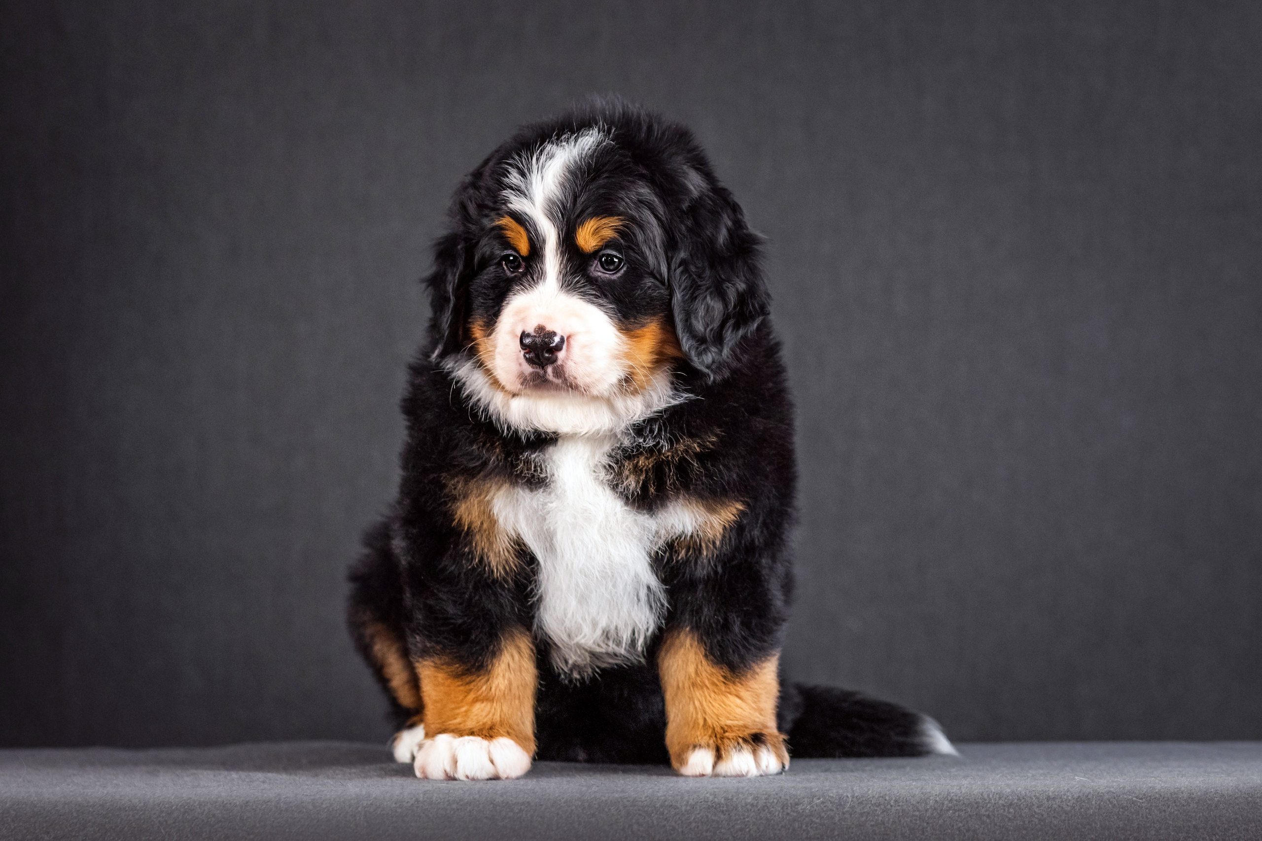 Берны. Фотограф анималист Аня Ливанова | Рыбинск