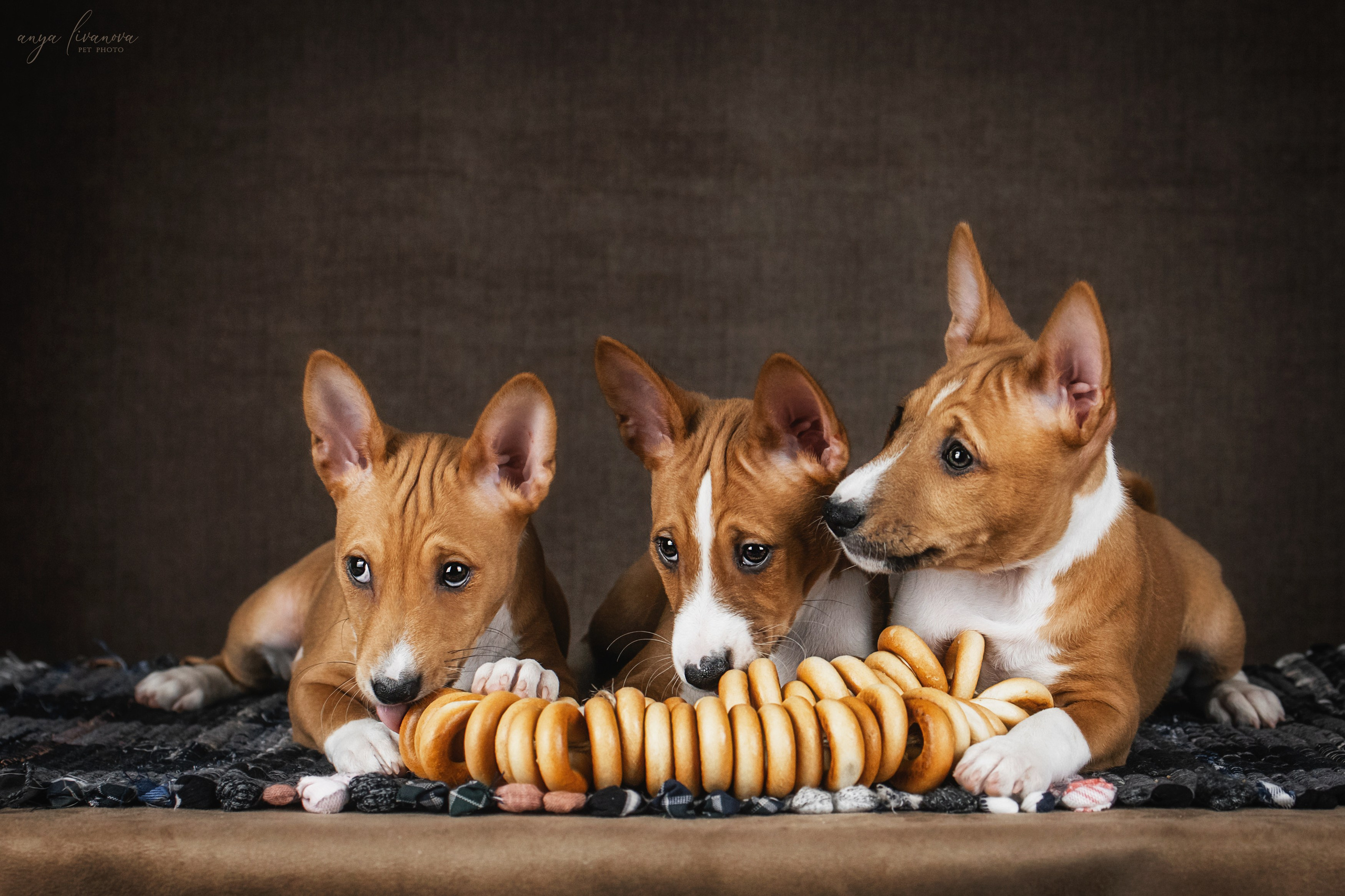 Басенджи. Фотограф анималист Аня Ливанова | Рыбинск