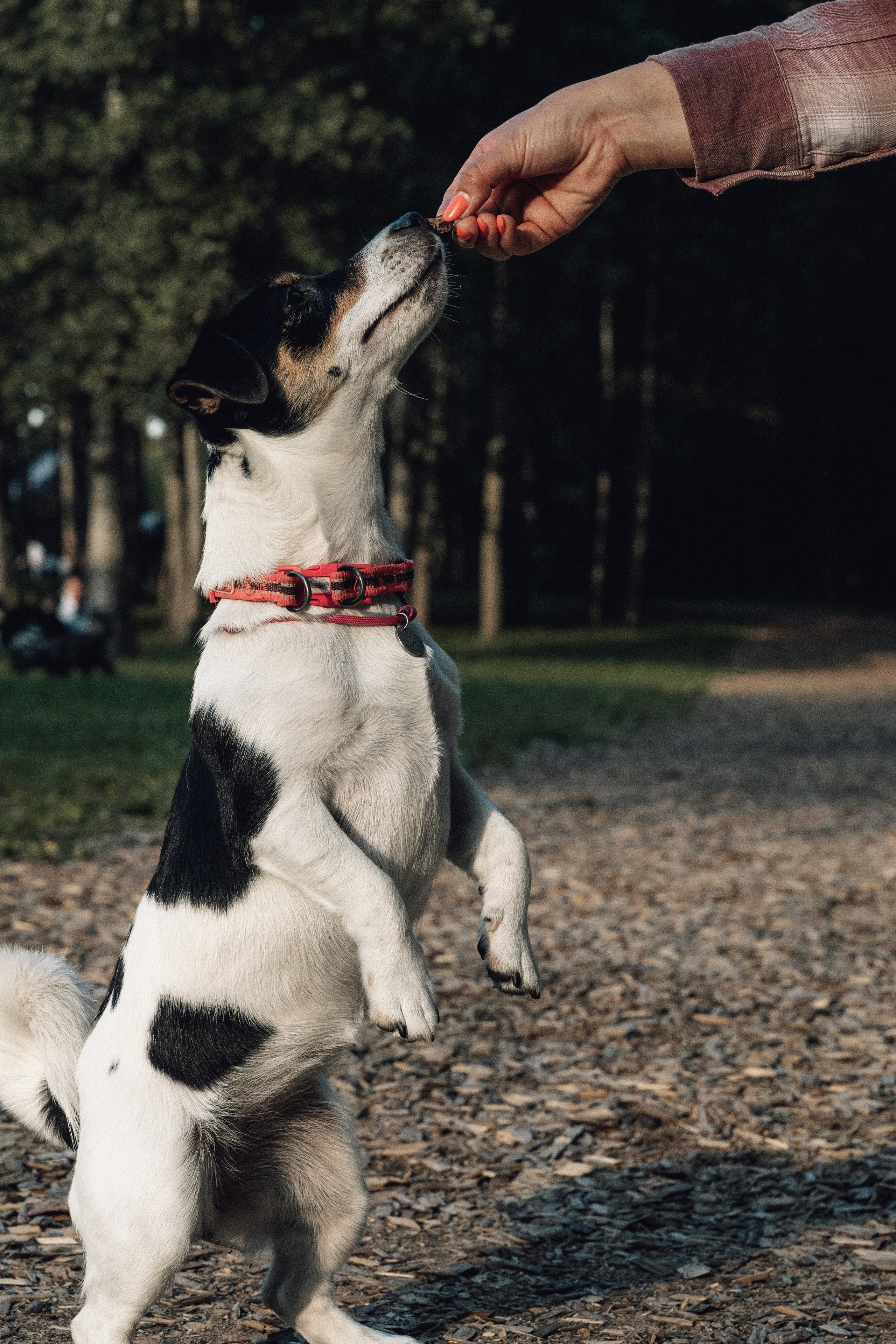 Аня и Луна. Фотограф и видеограф в Тюмени Екатерина Чернецкая