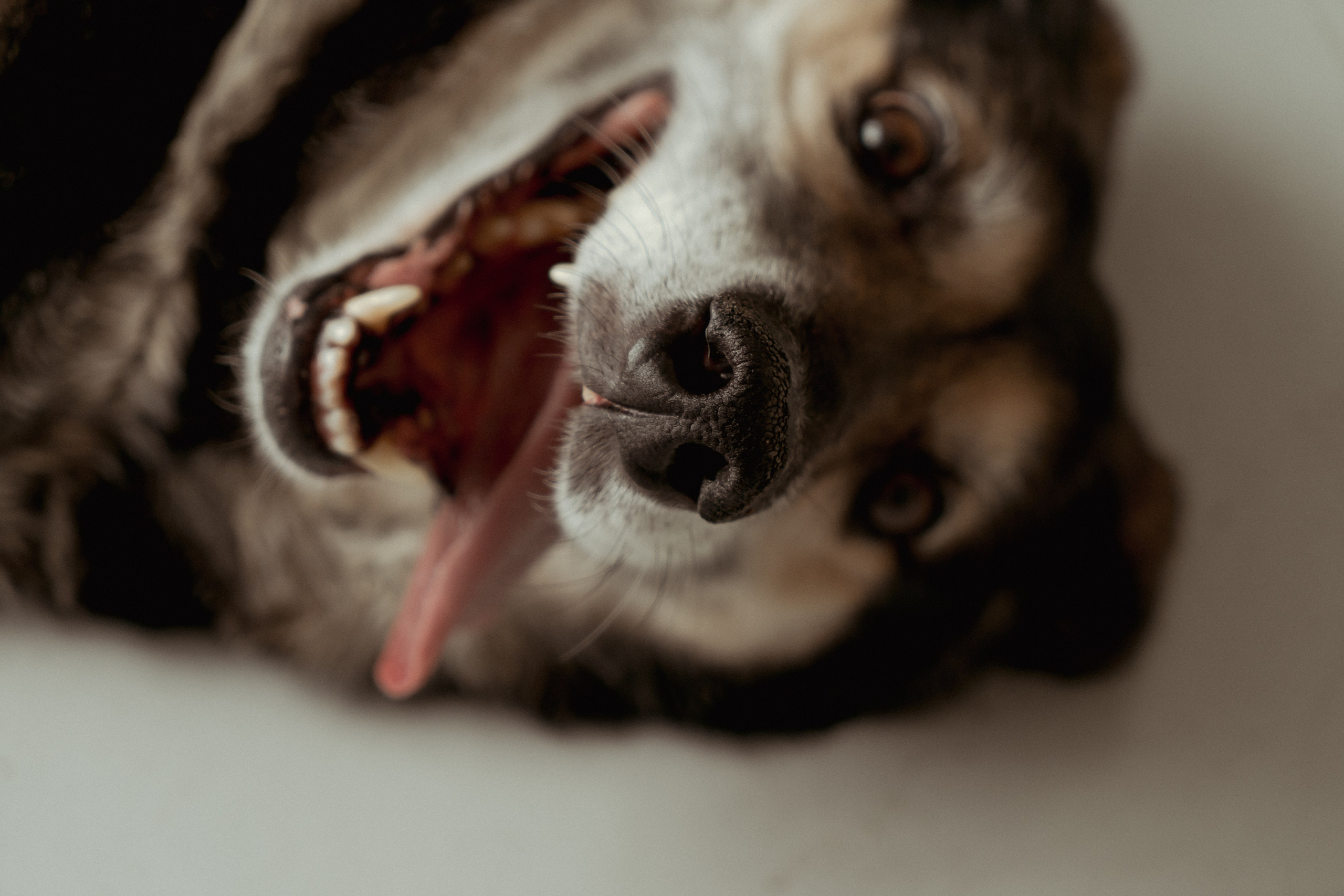 Марина и Жужа. Портретный и семейный фотограф Ксения Казанцева