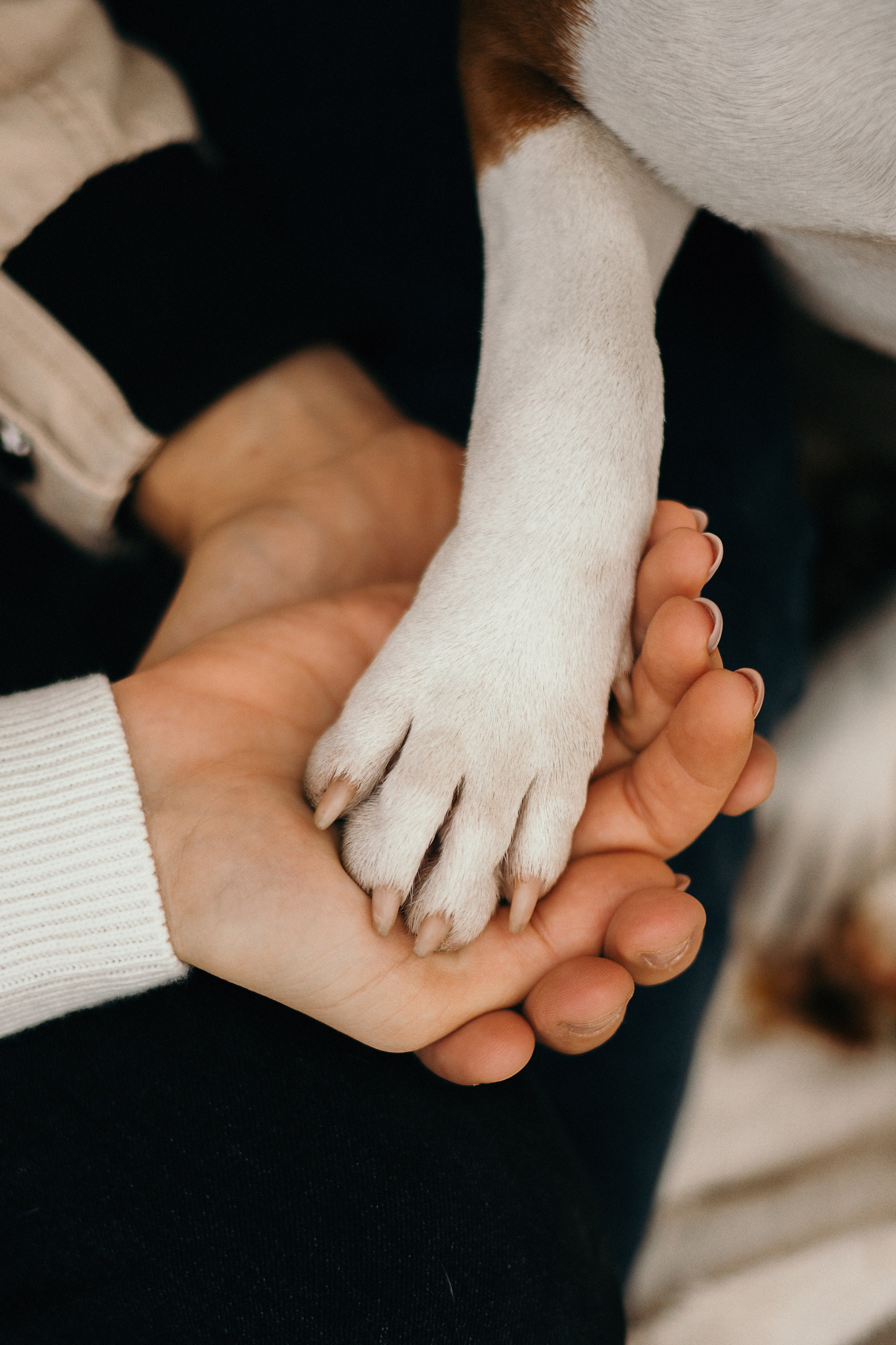 Лаффи и ее семья. Фотограф — анималист Владивосток, Алина