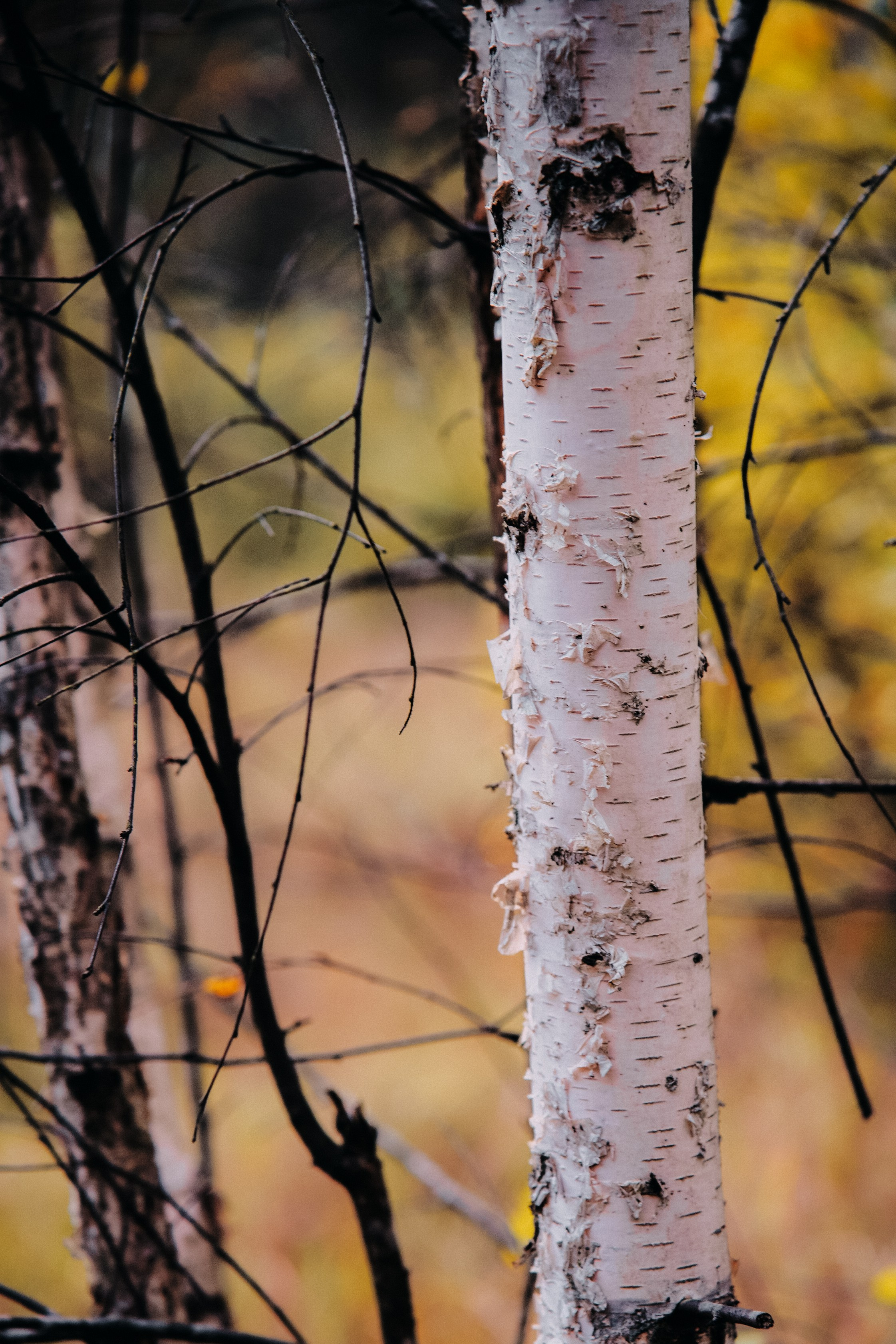 Осень 2025. Фотограф из Москвы — DASHA NOVA | Авторская фотография в разных жанрах