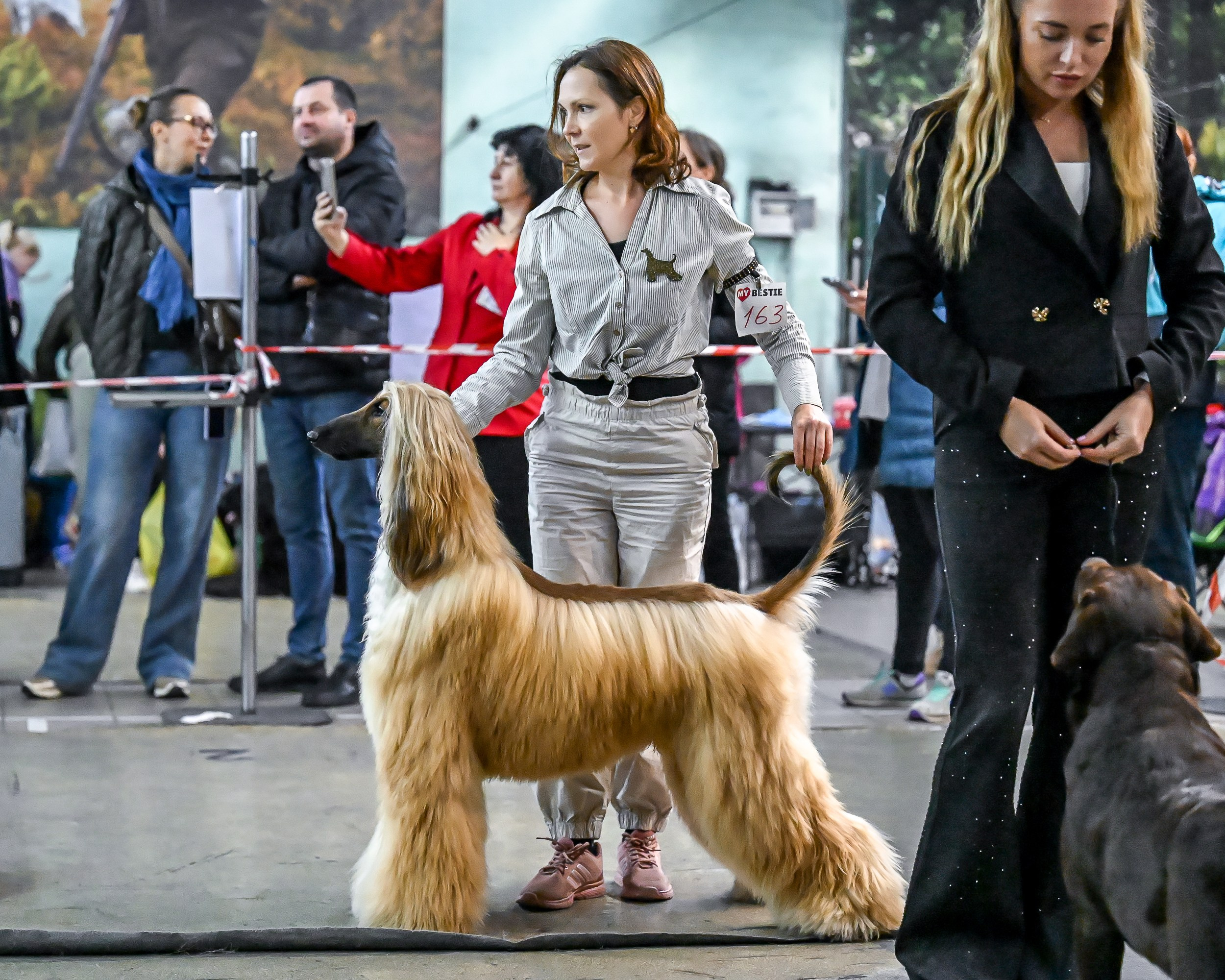 07.11.2025 Клуб Хобби. Галерея фотографий афганской борзой