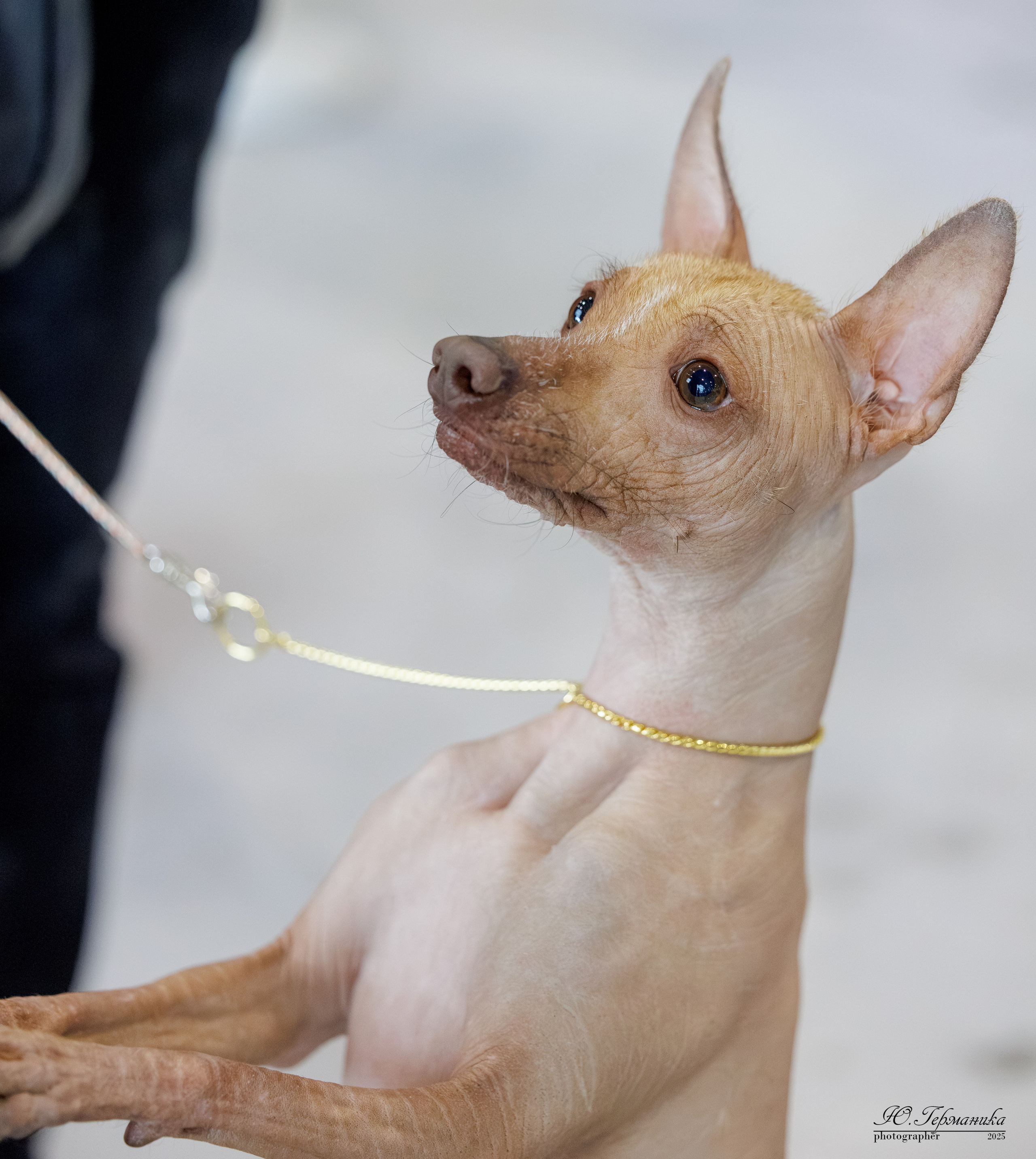 Астана 2хCACIB 3-4.05.2025. Фотограф-анималист Юлия Германика