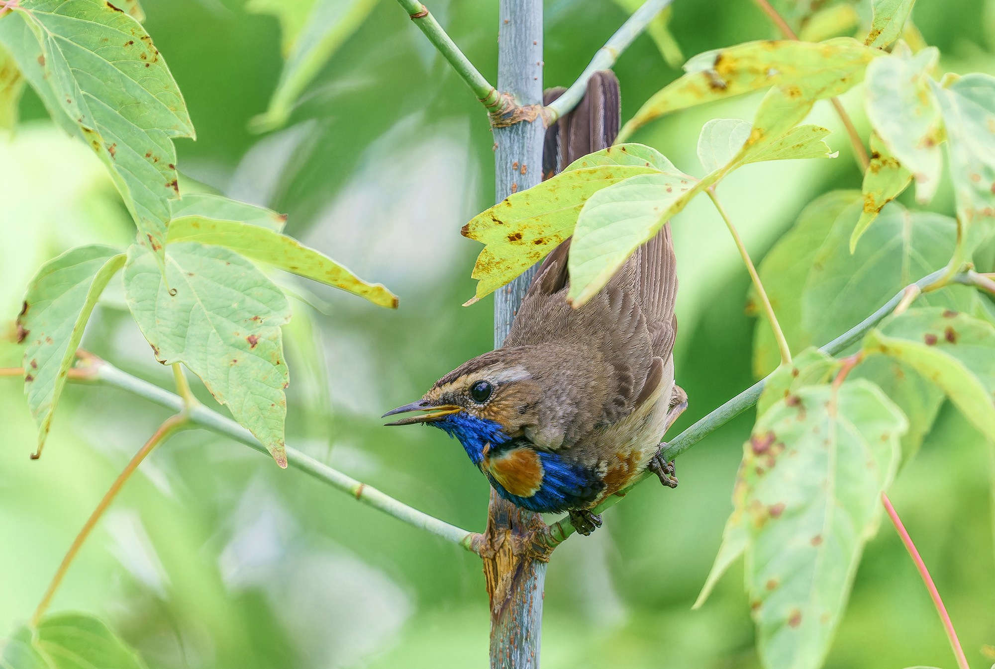 Удивительные мир птиц. Вокруг нас столько прекрасного — присмотритесь!. Ваш личный фотограф Марина Волкова