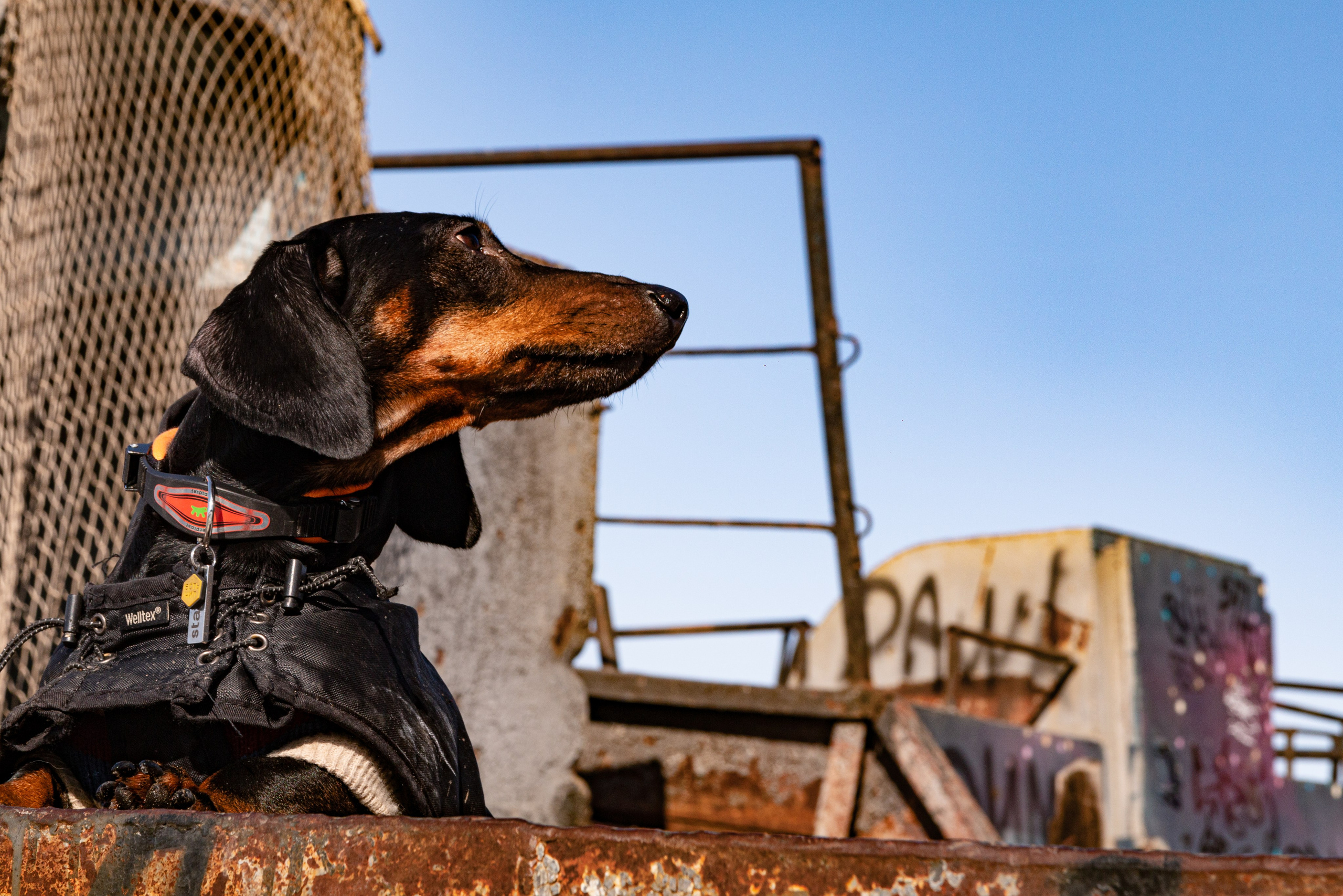 Фотосъёмка животных. Предметный и репортажный фотограф Алексей Кротов