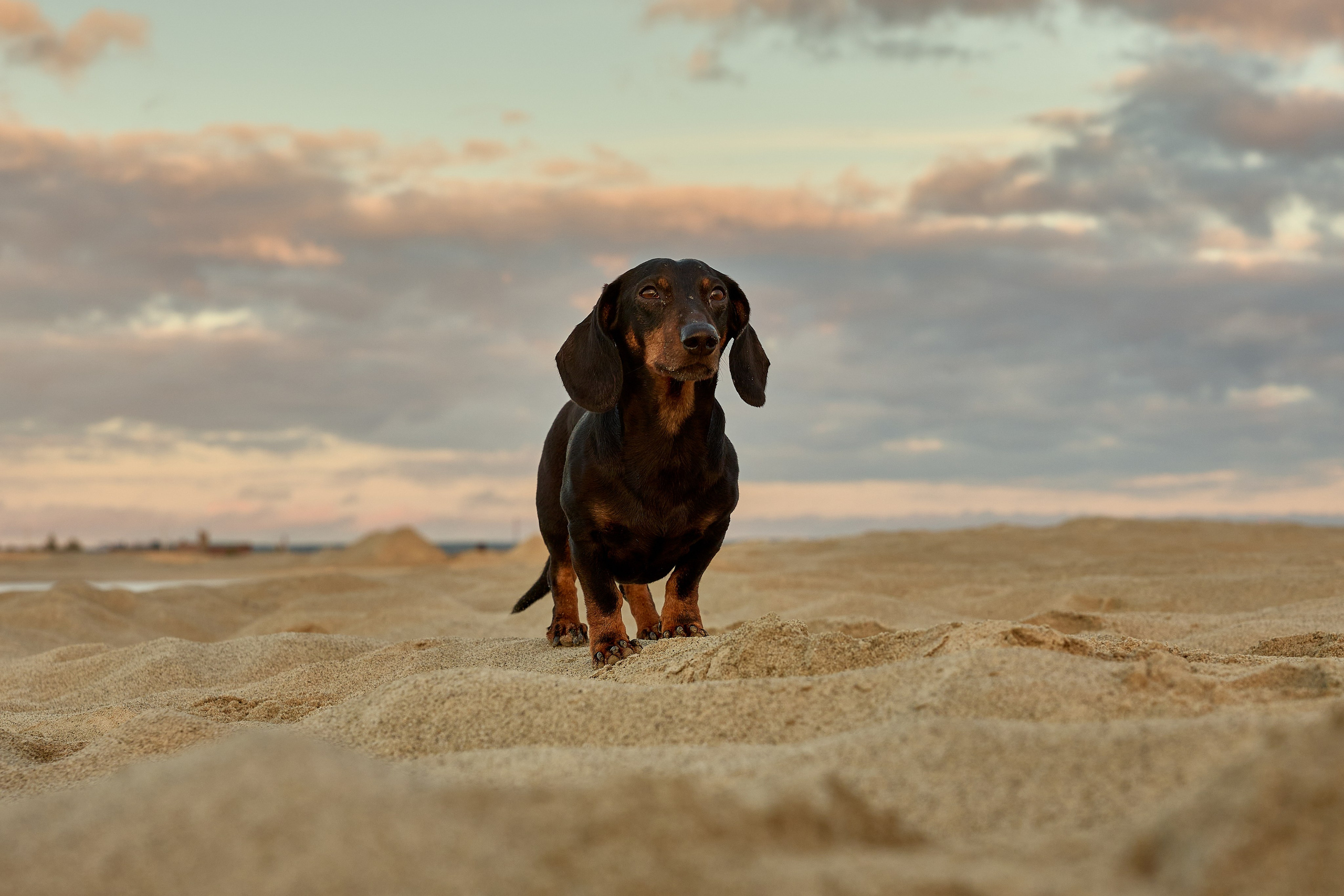 Фотосъёмка животных. Предметный и репортажный фотограф Алексей Кротов