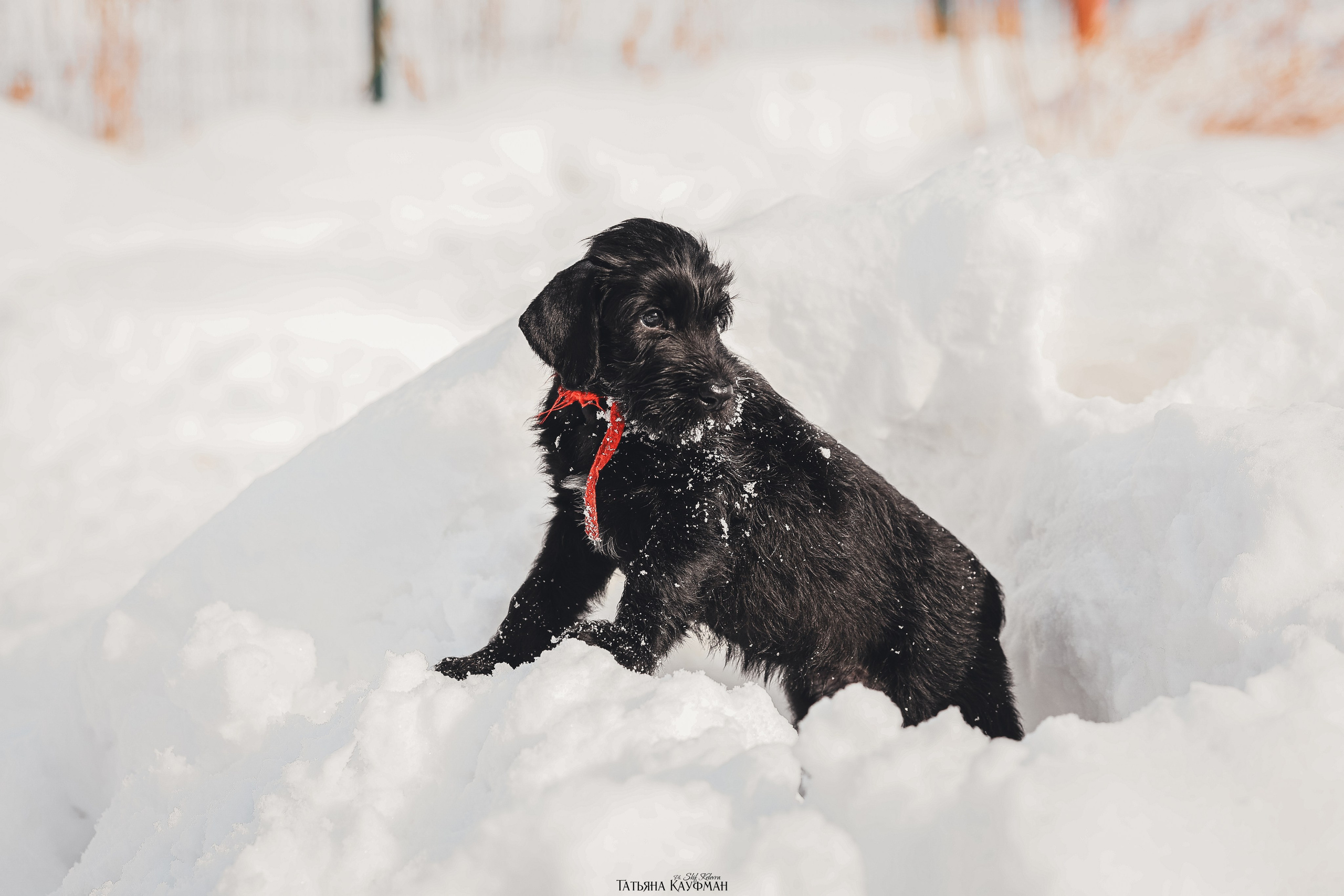 Ризеншнауцер, щенки ризеншнауцера, купить ризеншнауцера, купить щенка, ризеншнауцер Новосибирск, фотосъемка щенков, фотосессия собак, заказать фотосессию, фотографии щенков, сфотографировать щенка, фотограф Анималист, фотограф собак Новосибирск, фотограф анималист Новосибирск