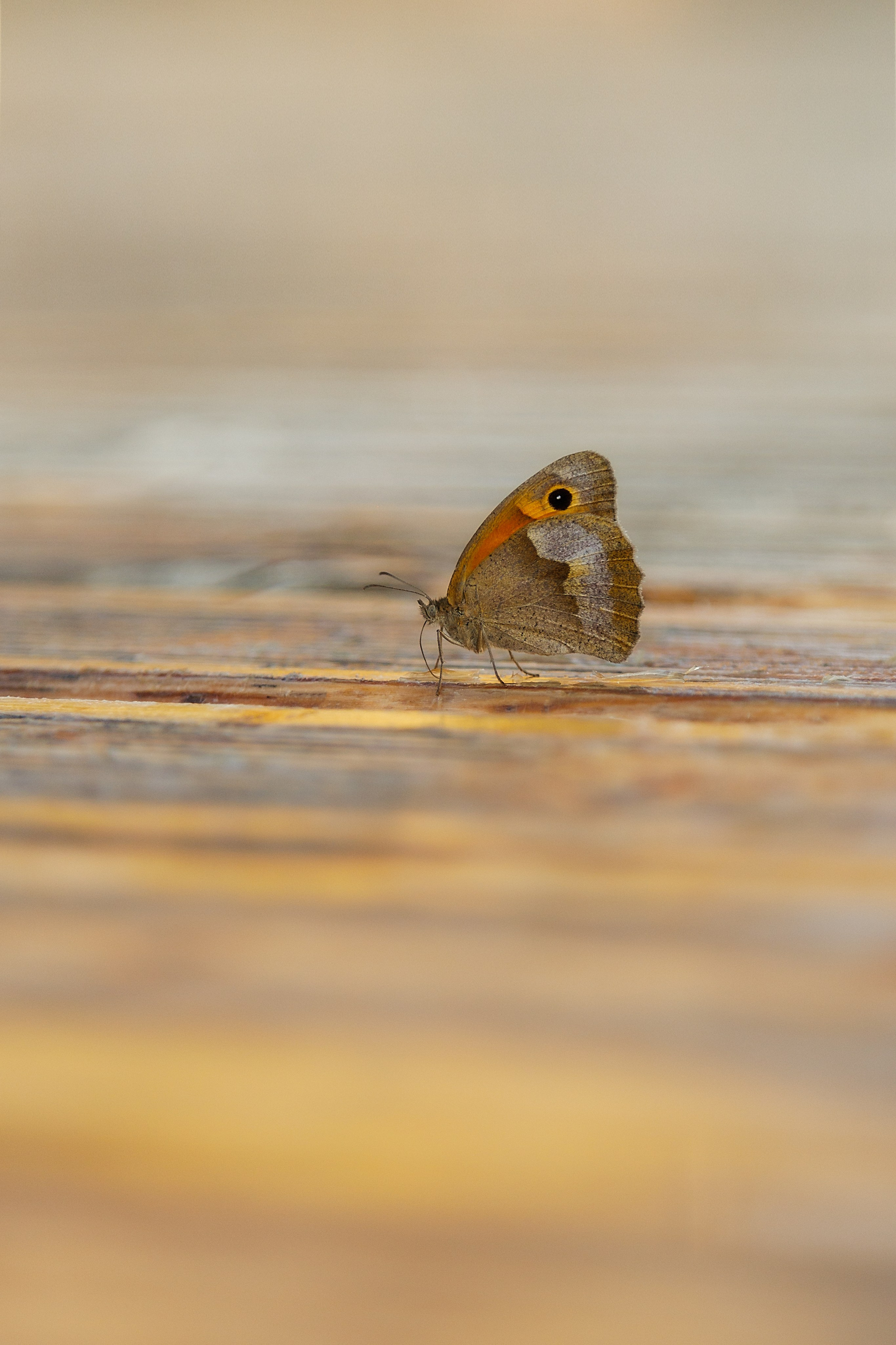 Проект «366»|2024|Фото каждый день. LENA GRACE photographer ||ЛЕНА ГРЭЙС фотограф